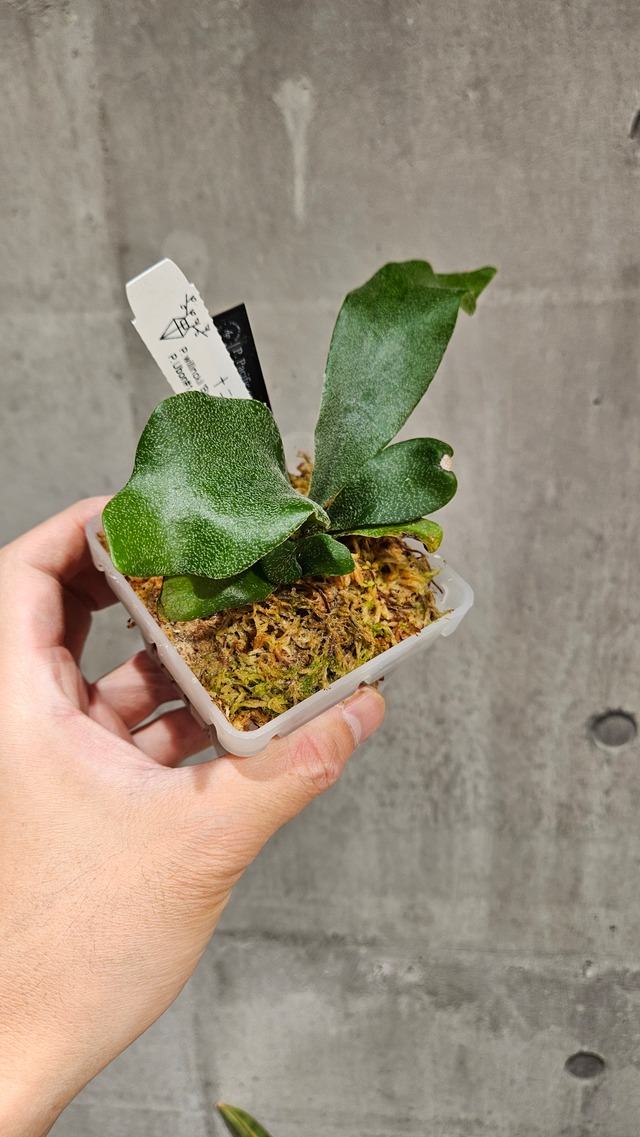 P. Pacific ocean series (P.willinckii  'Blue queen', P. Hakuna matata, P.  Ubon#1 sporeling【artPLANTs/PLANTS GARAGE】ビカクシダ/Platycerium