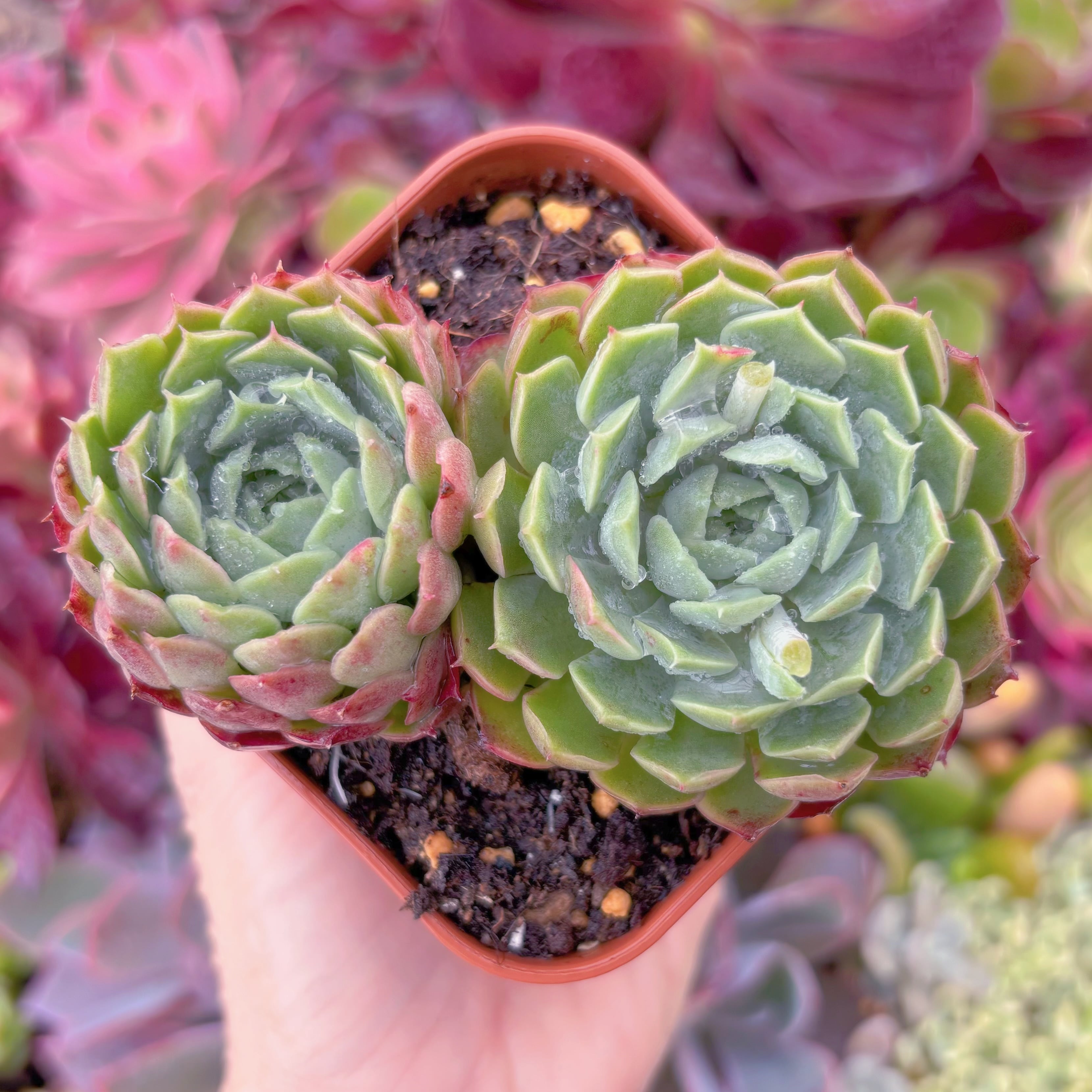 現品　朱砂痣#668　るる農園