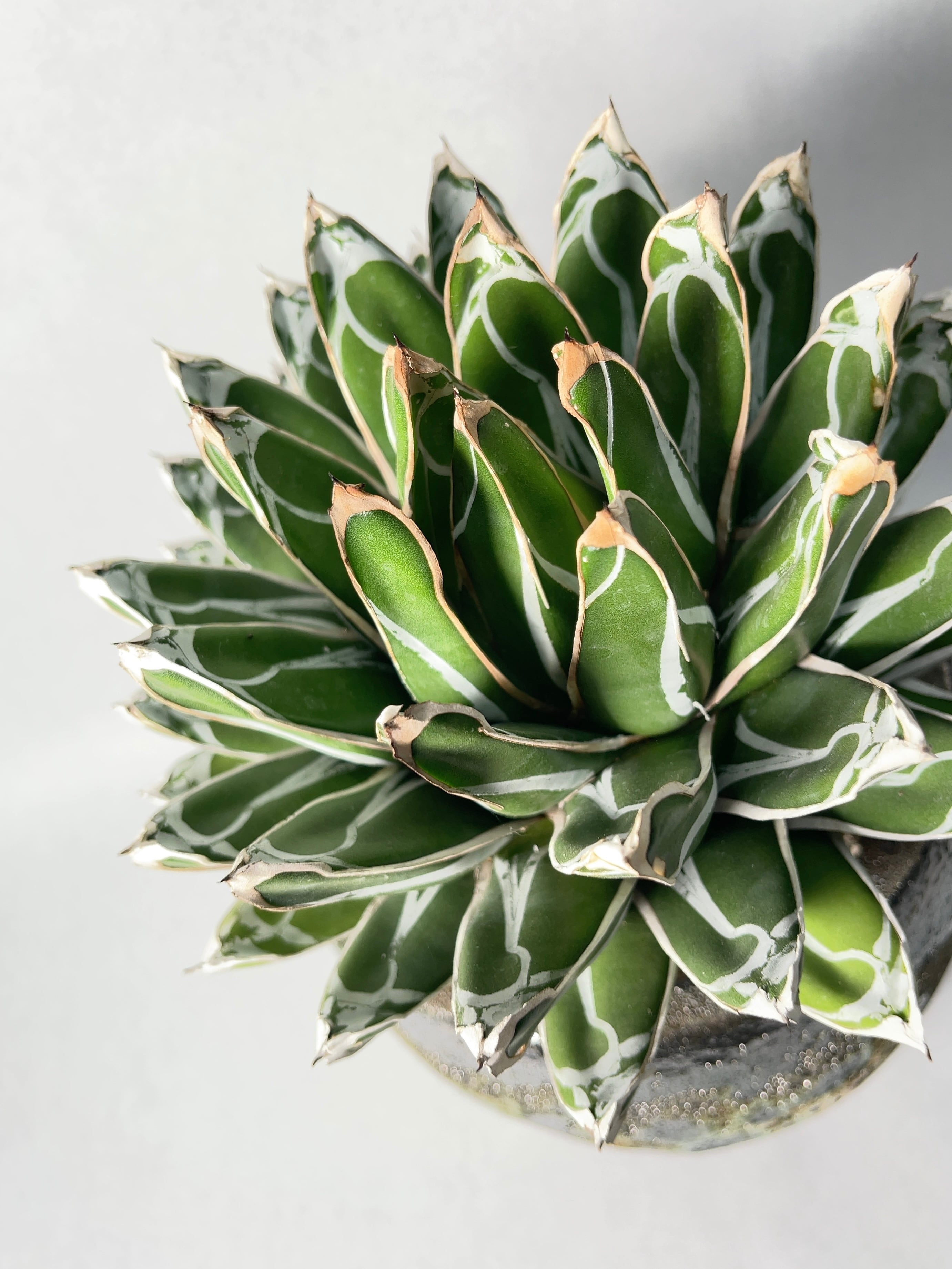 アガベ・笹の雪 | trigger