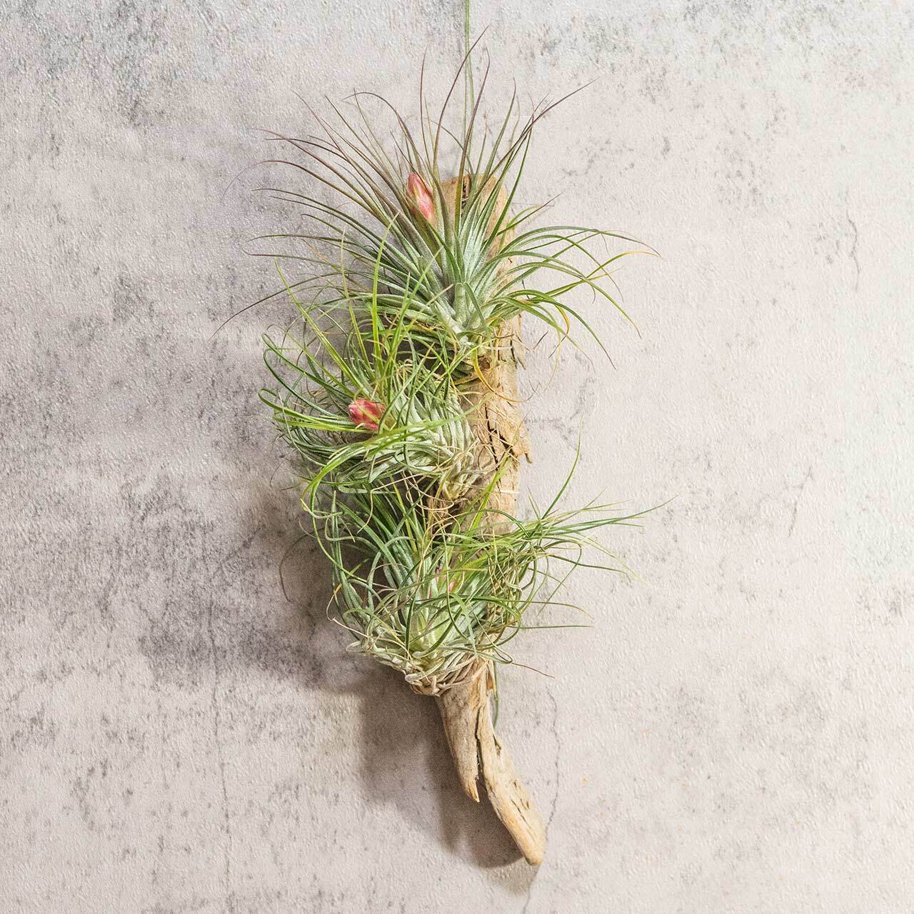 エアプランツ ストリクタ 流木仕立て 花咲く観葉植物 土を使わない 清潔 インテリアグリーン