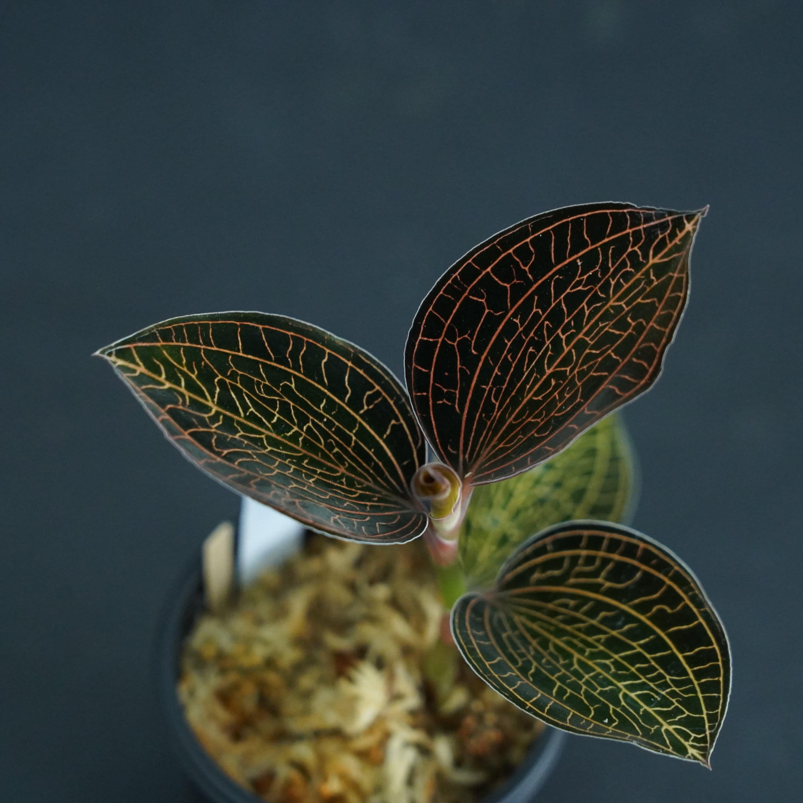 ◆現品◆アネクトキルス sp. 赤脈タイプ【ジュエルオーキッド宝石蘭/石崎バイオ】#580