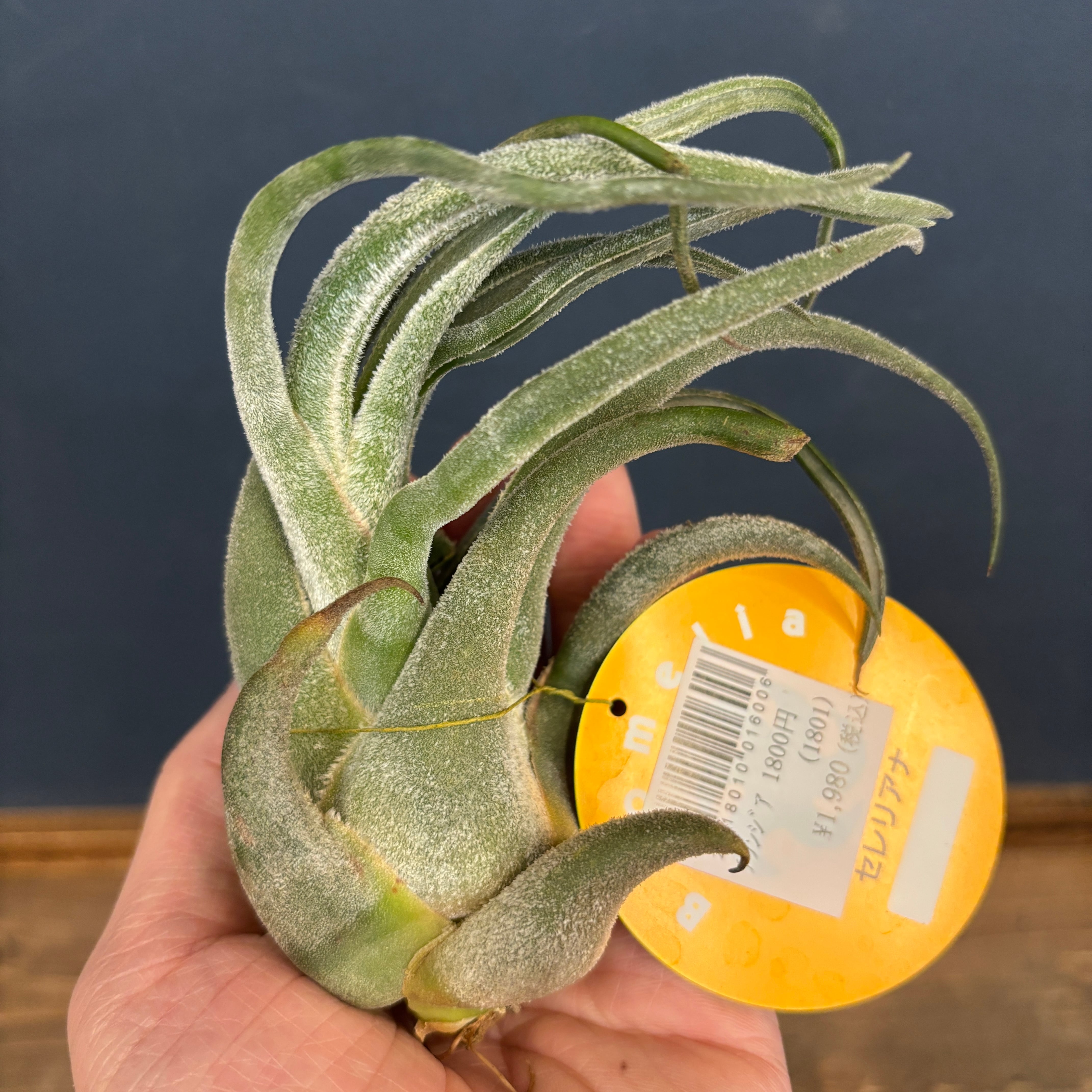 チランジア セレリアナ【875】