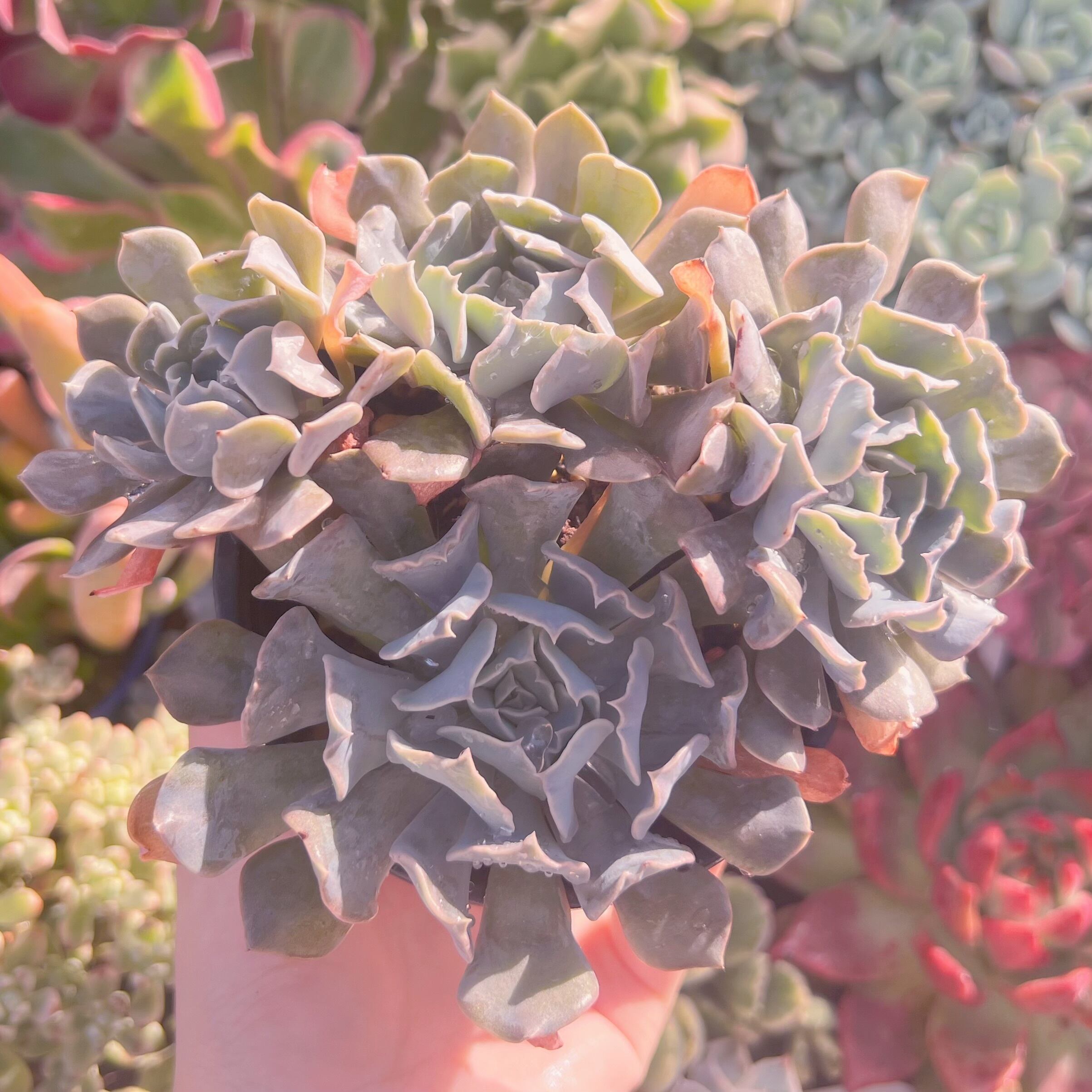 現品　スワンレイク#A11　新入荷