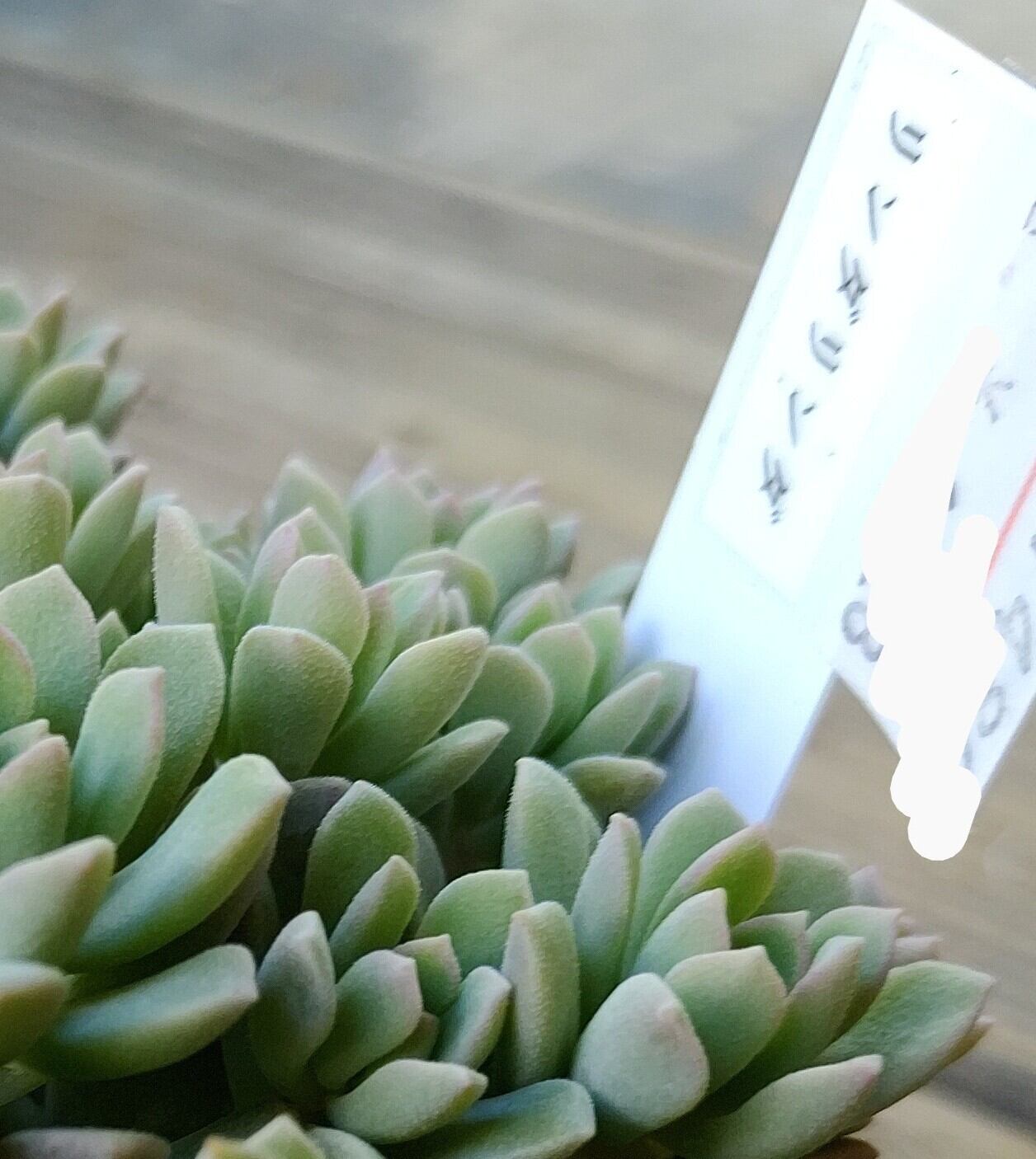 リンダリンダ | RuPo 多肉植物専門店