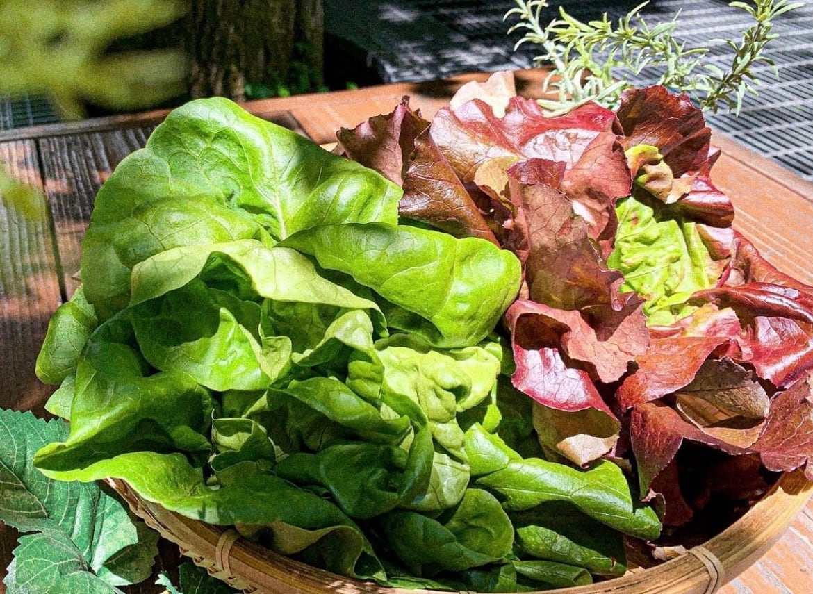 やそきち 様野菜セット果物追加 リーメント ぷちサンプル 野菜果物詰め合わせ