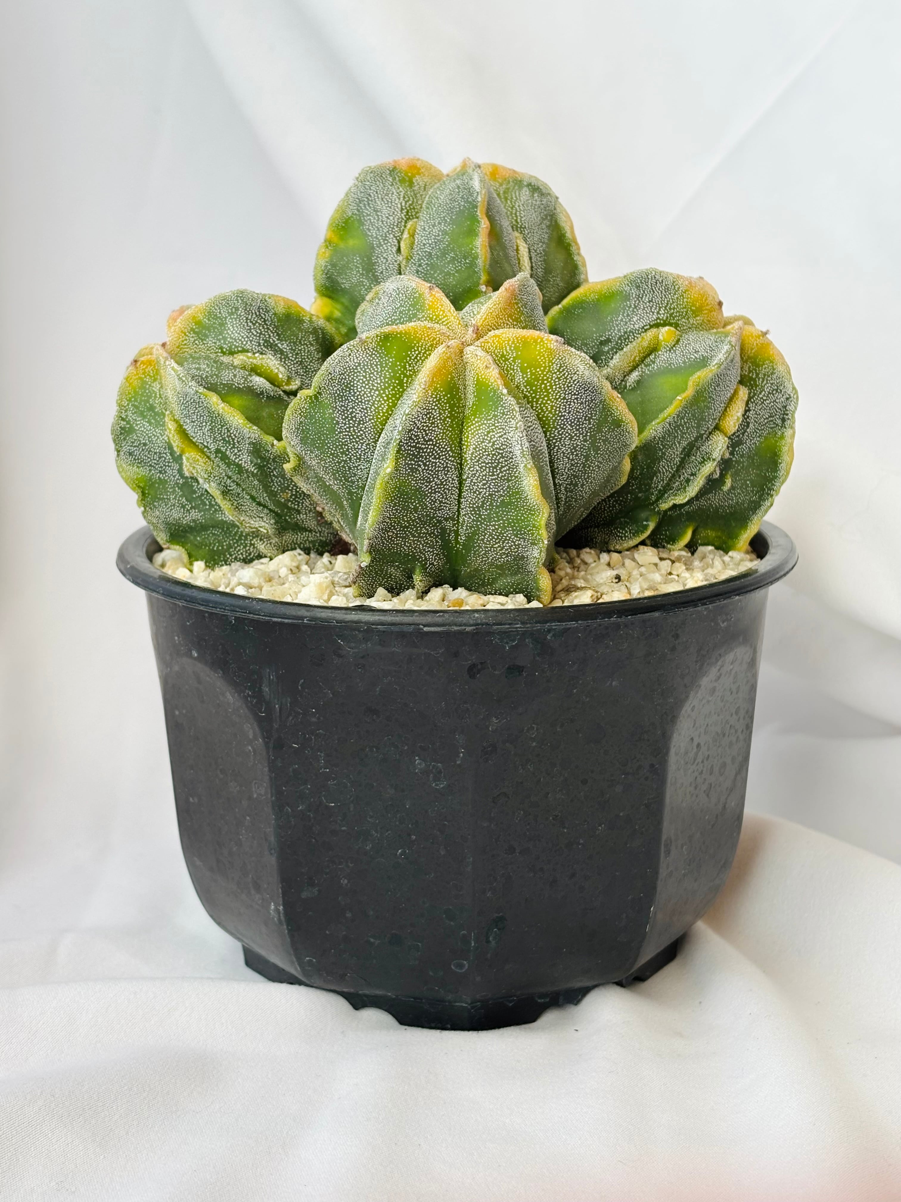 変わりランポー アストロフィツム鸞鳳玉（ランポー玉）の基本情報・育て方｜多肉植物