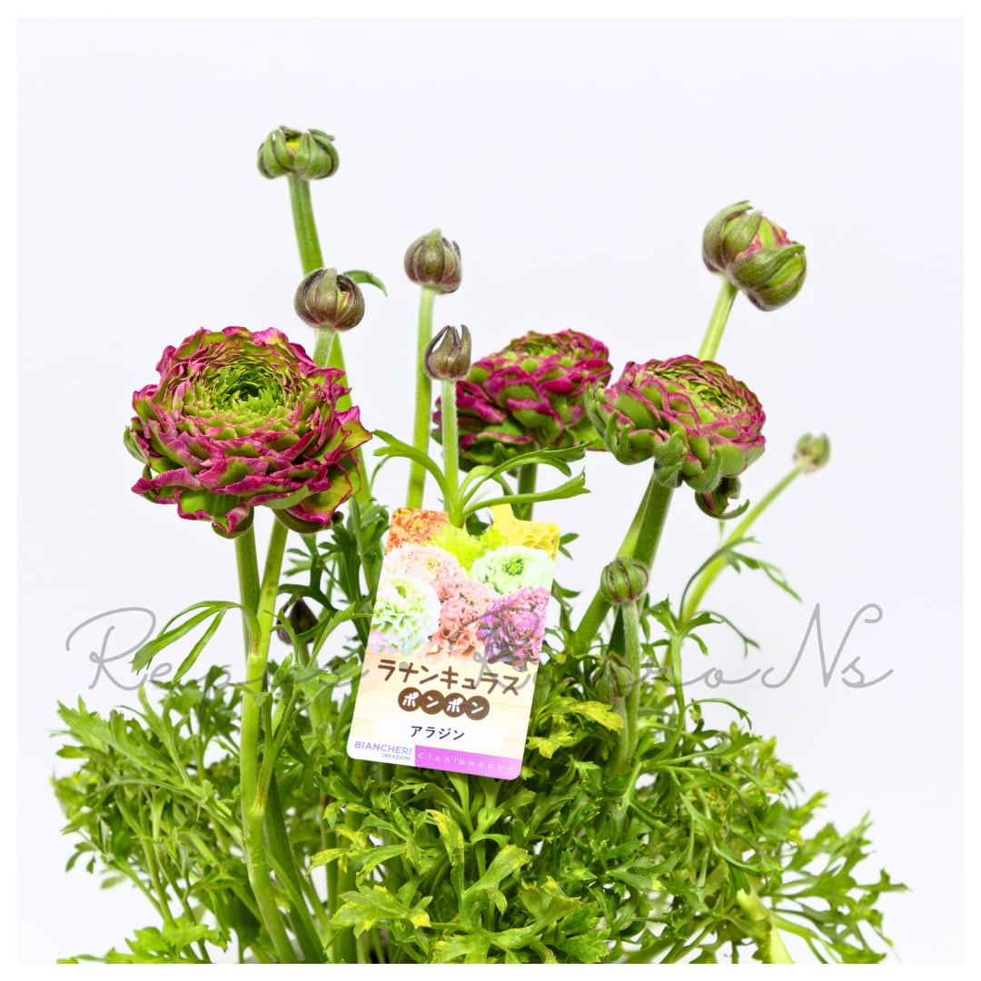 ラナンキュラス：ポンポンシリーズ・アラジン（5号鉢）希少 大輪 鉢花