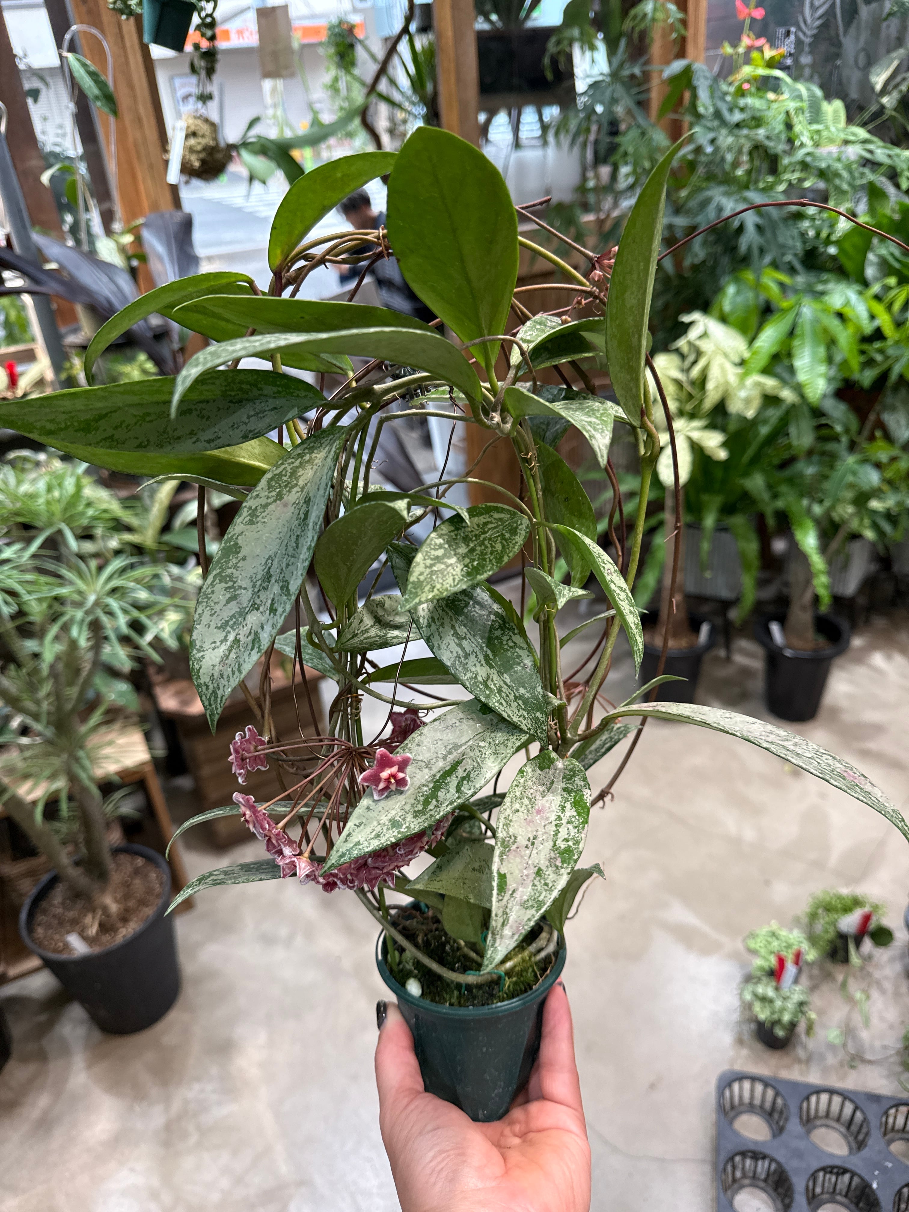 ホヤ プビカリクス ピンクシルバーゴースト | MIDORIYA 観葉植物専門店