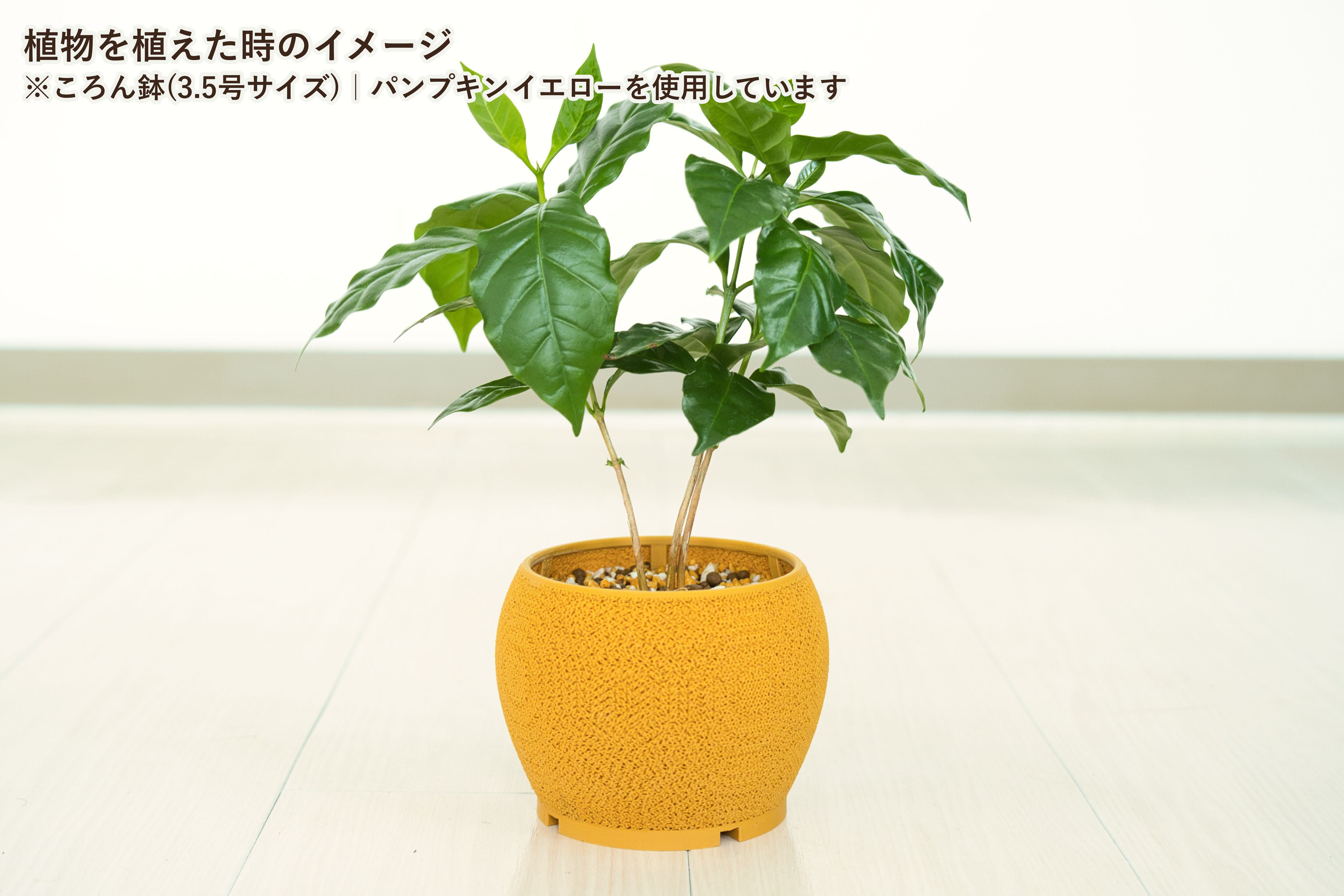 ころん鉢(3.5号サイズ)｜抹茶グリーン | みどりのグリーンSHOP