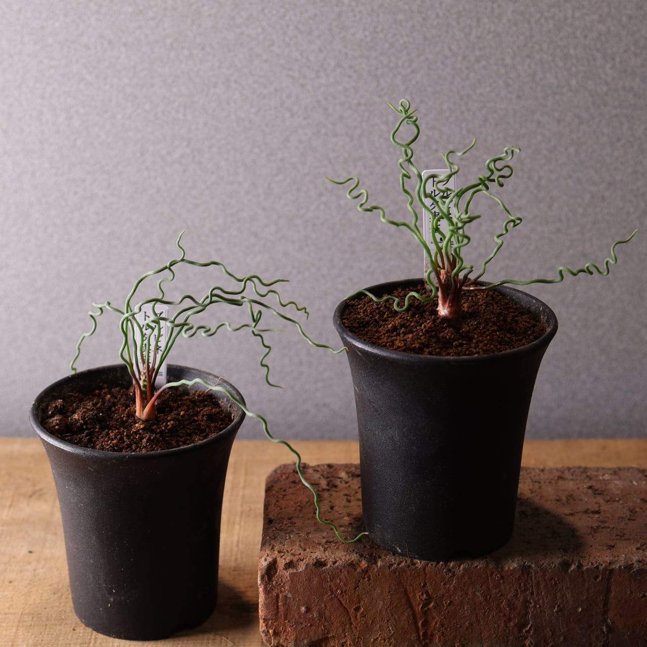 553『ブルビネ トルタ 実生』観葉植物【送料無料】 | MARX PLANTS
