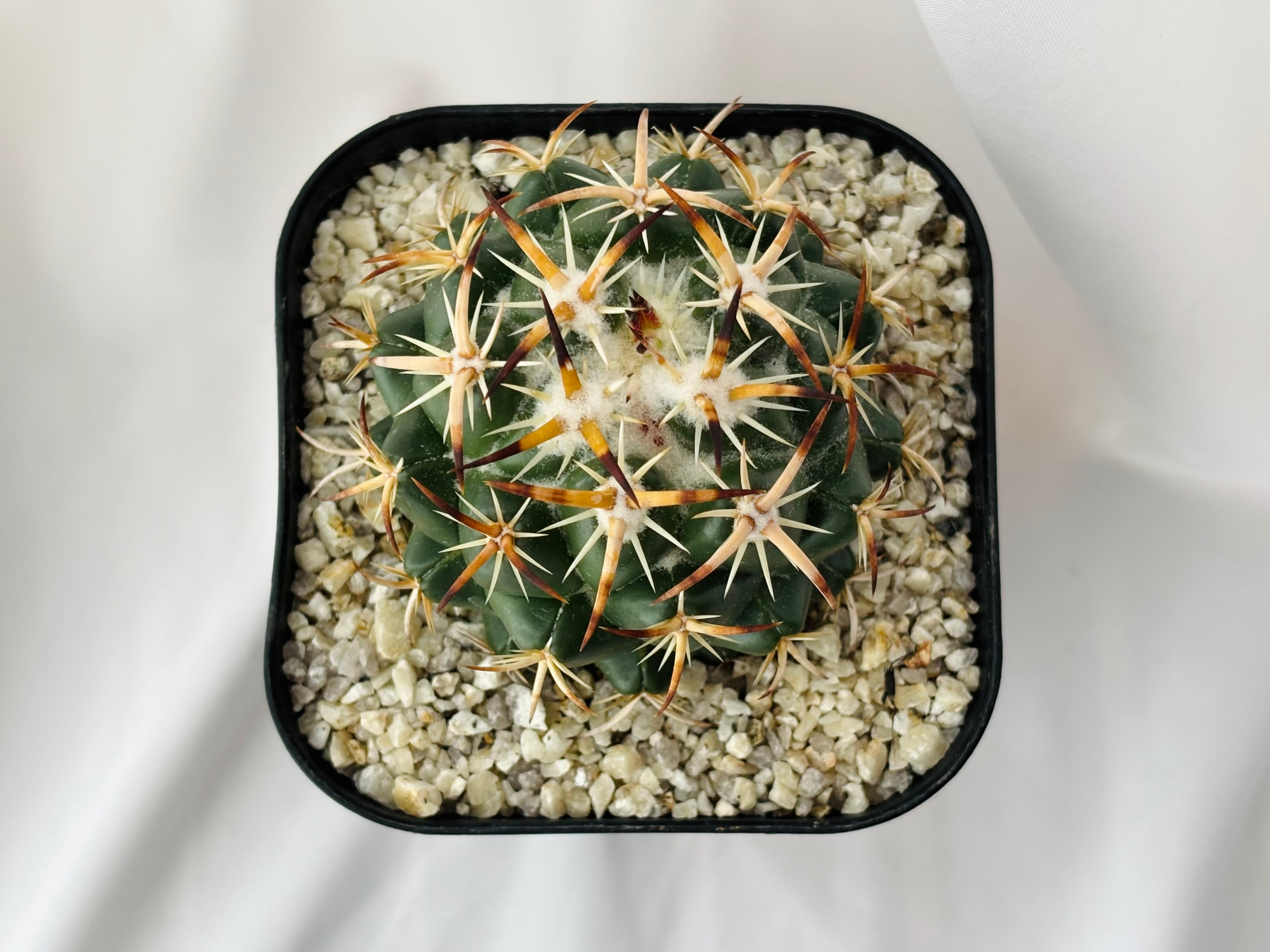 Yahoo!オークション - コリファンタ 棘無し象牙丸 Coryphantha elephan
