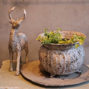 バコパ　バリエガータ　よく咲くお花　横に広がる　斑入りの葉　白いお花　寄せ植えにオススメ　宿根草、爽やかな寄せ植えに