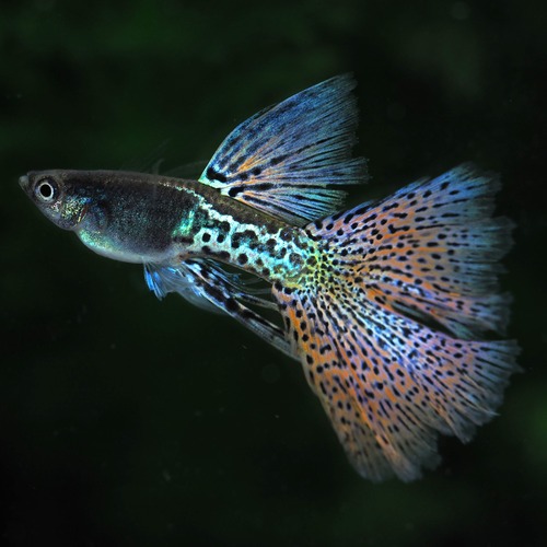 【現物】メタルシルバーレッドレーススワロー　若魚1カルテット＋1ペア