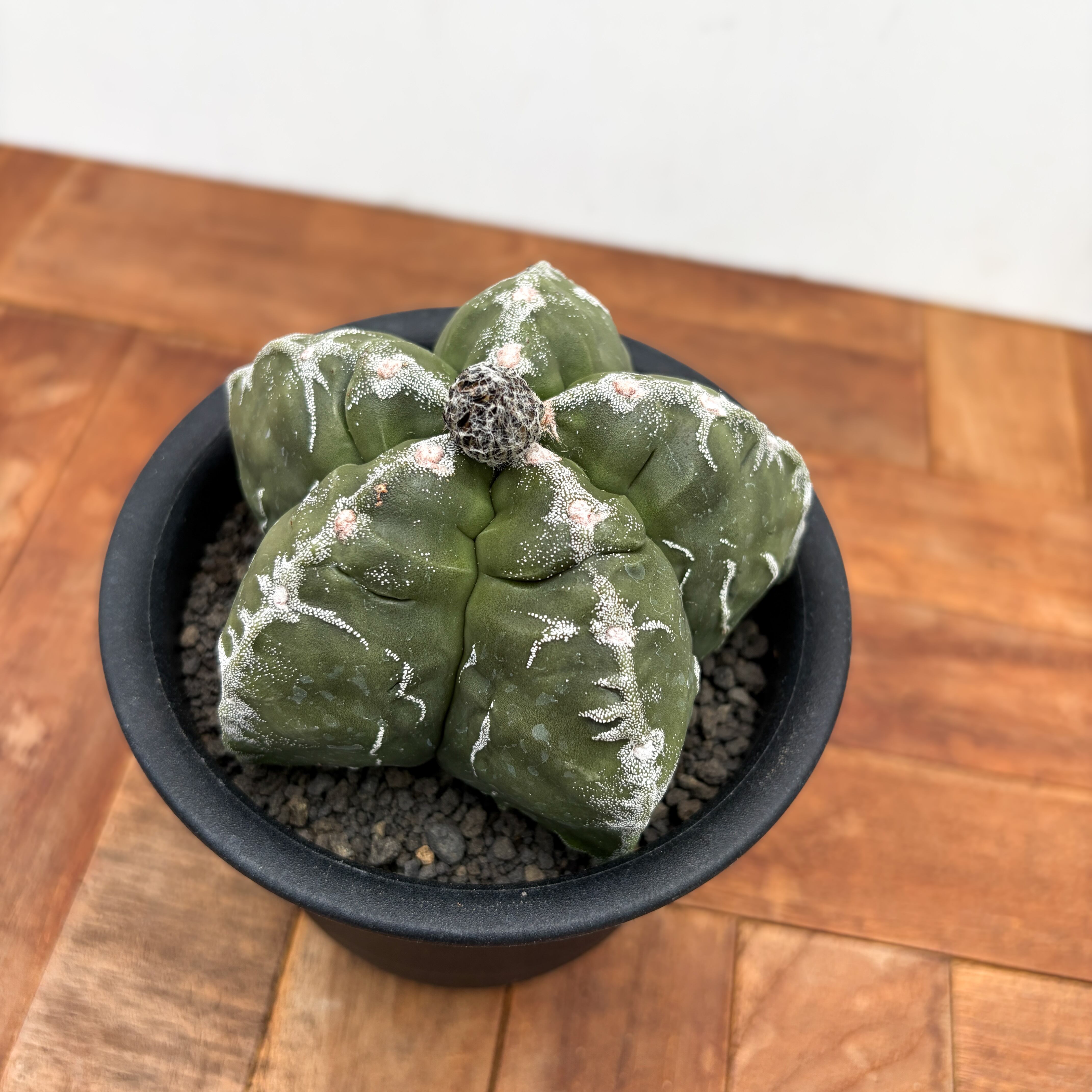 SABOTEN | RIMO'S GREEN 【Saboten & Succulent】