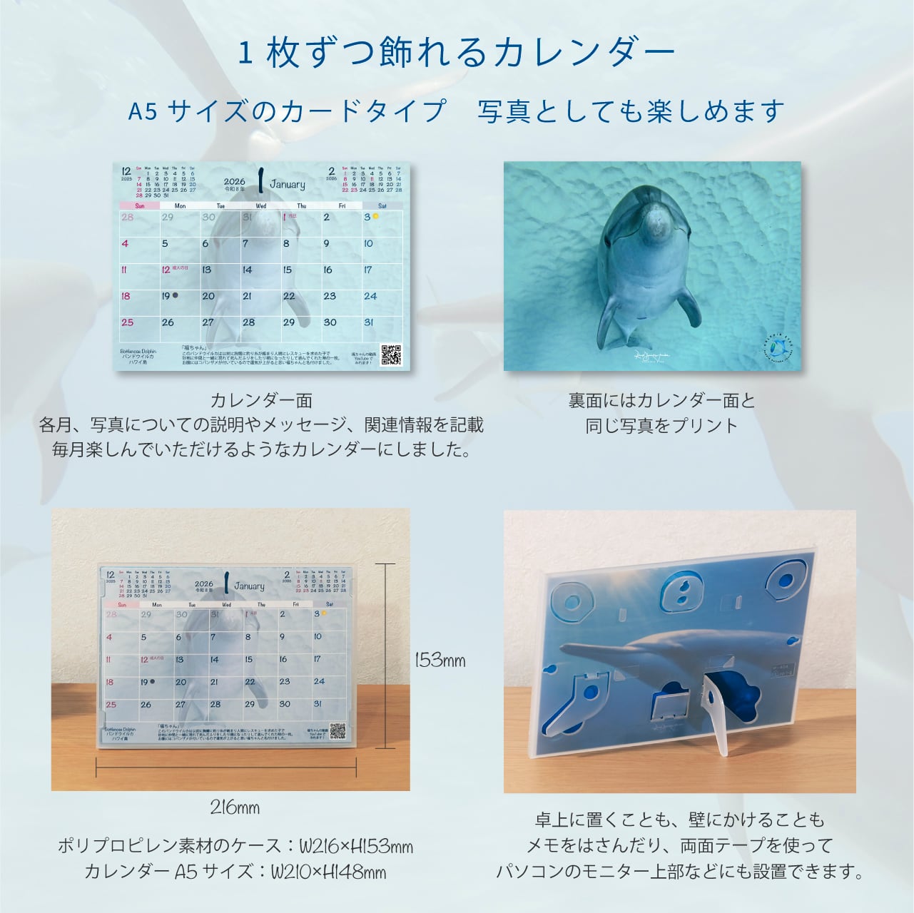 DOLPHIN EYES カレンダー 2026.04–2027.03（4月始まり・数量限定