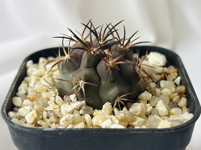 Copiapoa dura コピアポア デュラ 銅鑼丸 サボテン