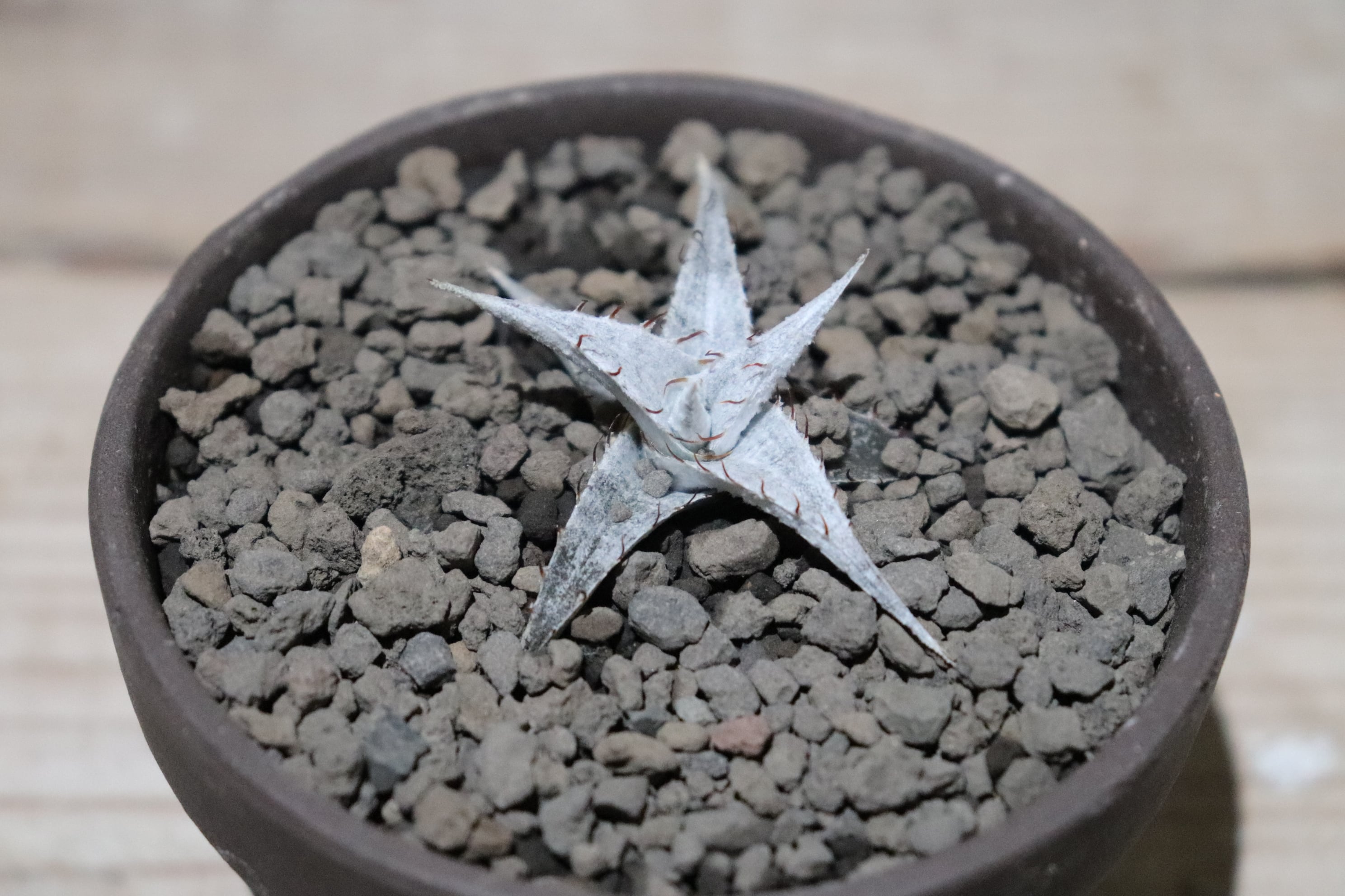 Dyckia braunii 子株 送料無料】braunii seedling〔ディッキア〕現品発送D0278