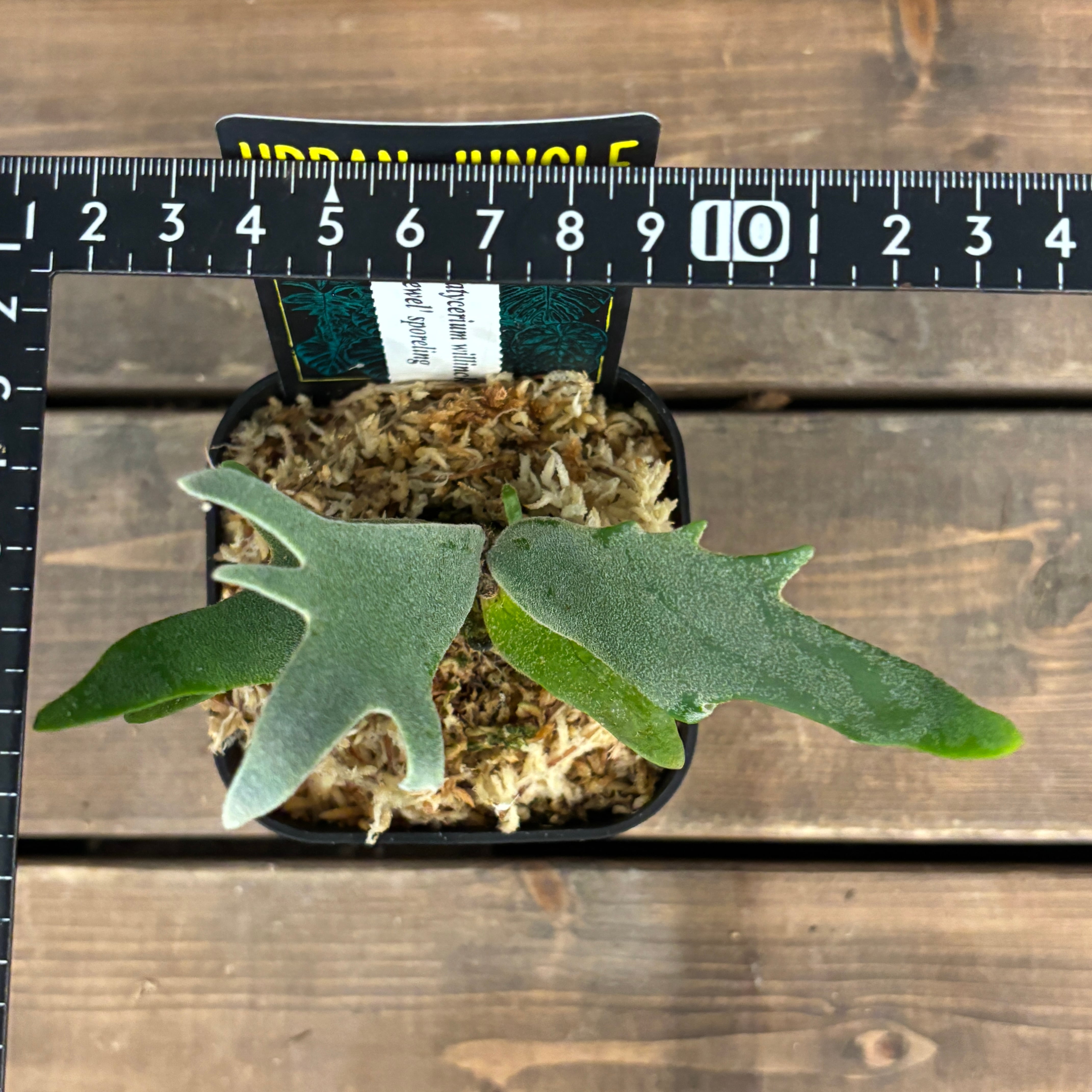 Jewel spore オンライン ショッピング 通販