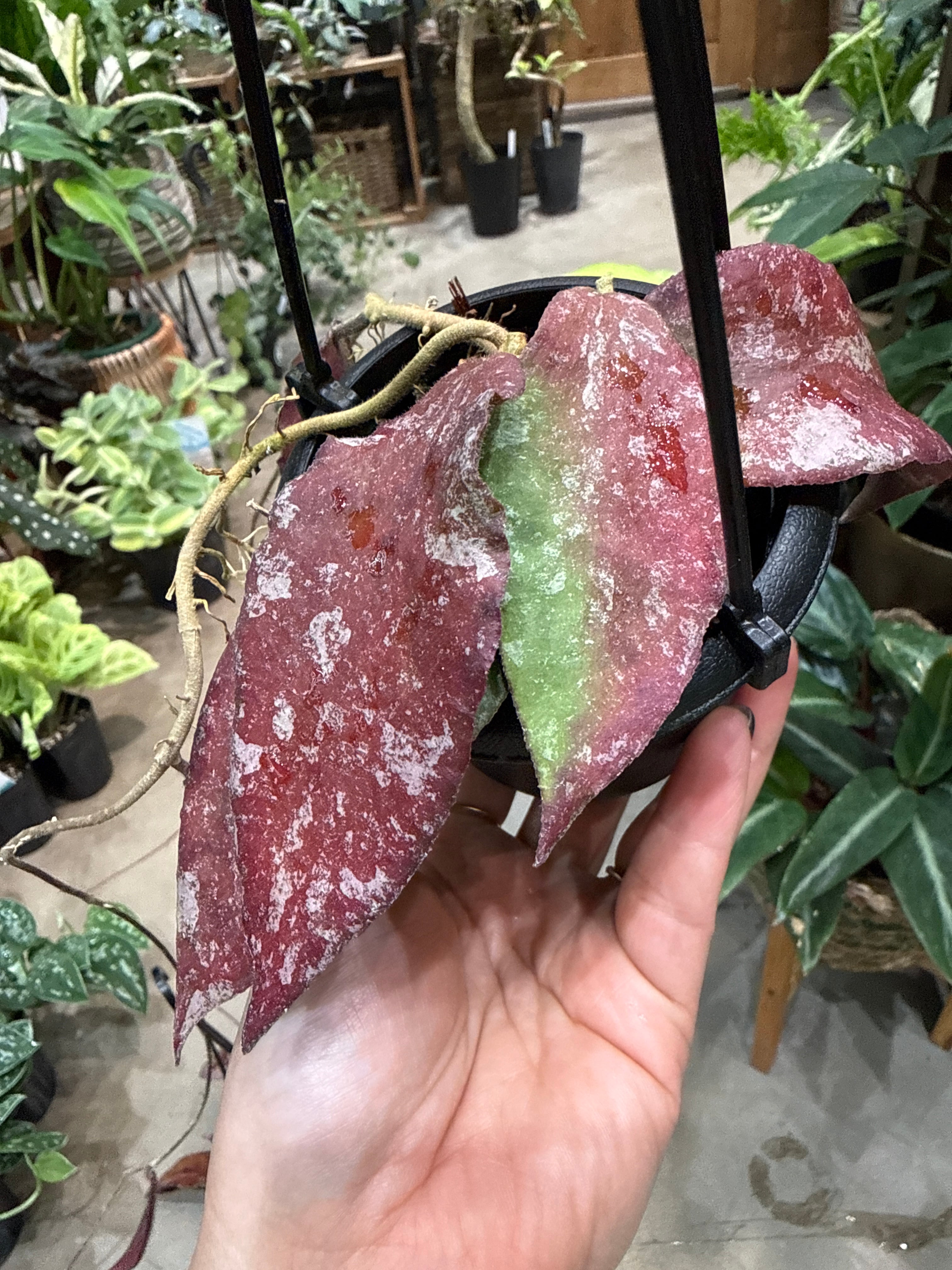 A ホヤ マチルダ バリエガータ | MIDORIYA 観葉植物専門店