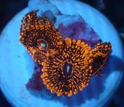 Zoanthus ToxicRed FromJakarta 9
