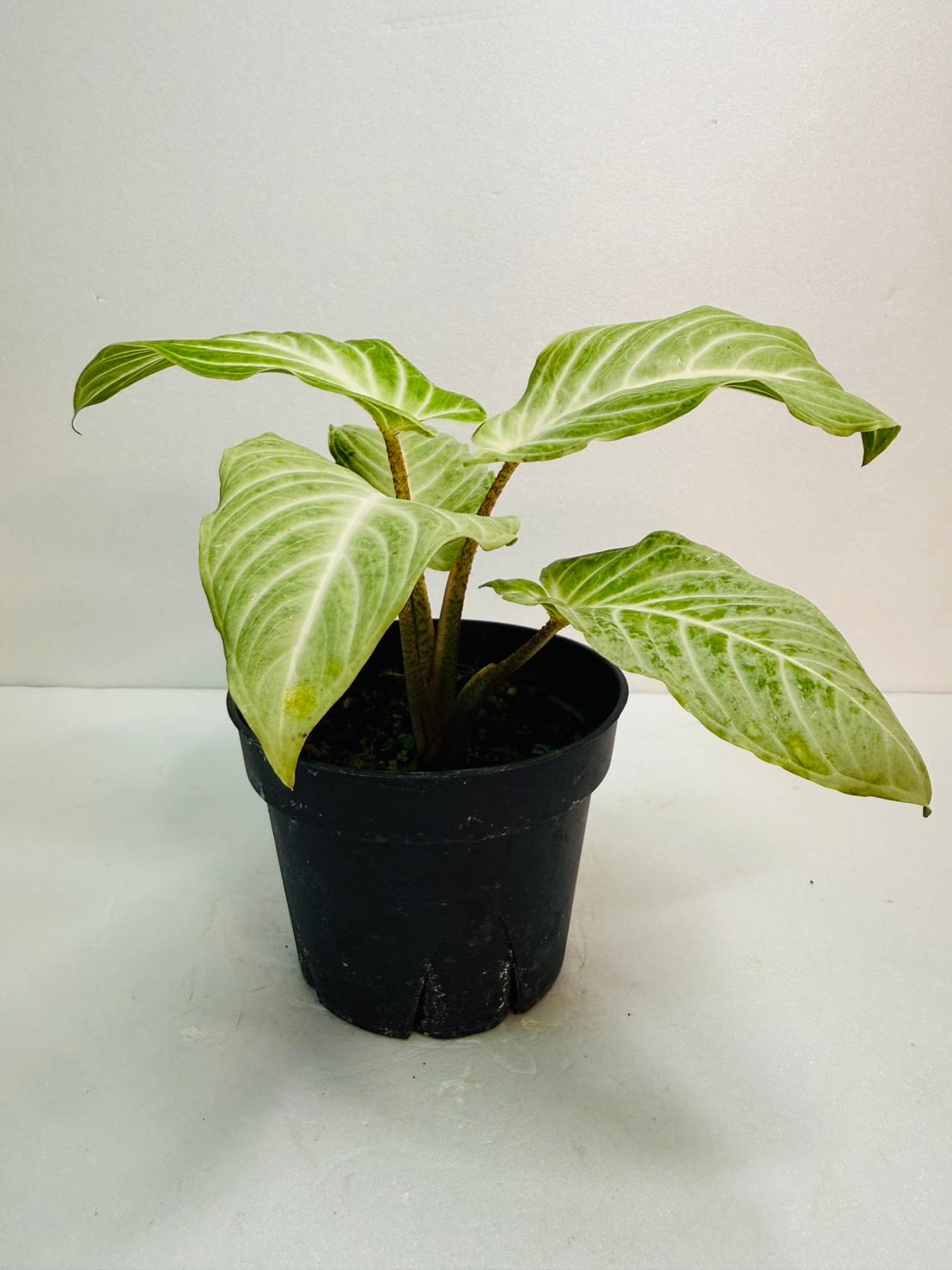 ラスト1鉢！！アロカシア・ワトソニアナ Doff 3.5号 | 観葉植物と雑貨