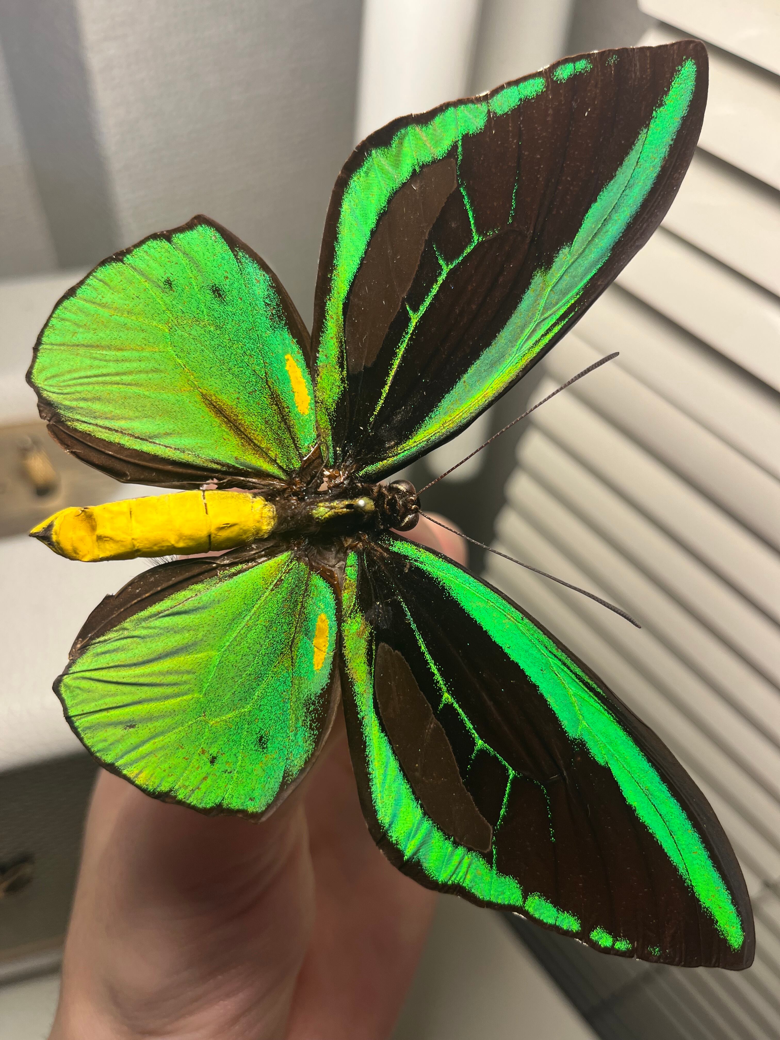 ヘレナモルフォ レテノールモルフォ蝶 蛾ピカソモスモルフォチョウ