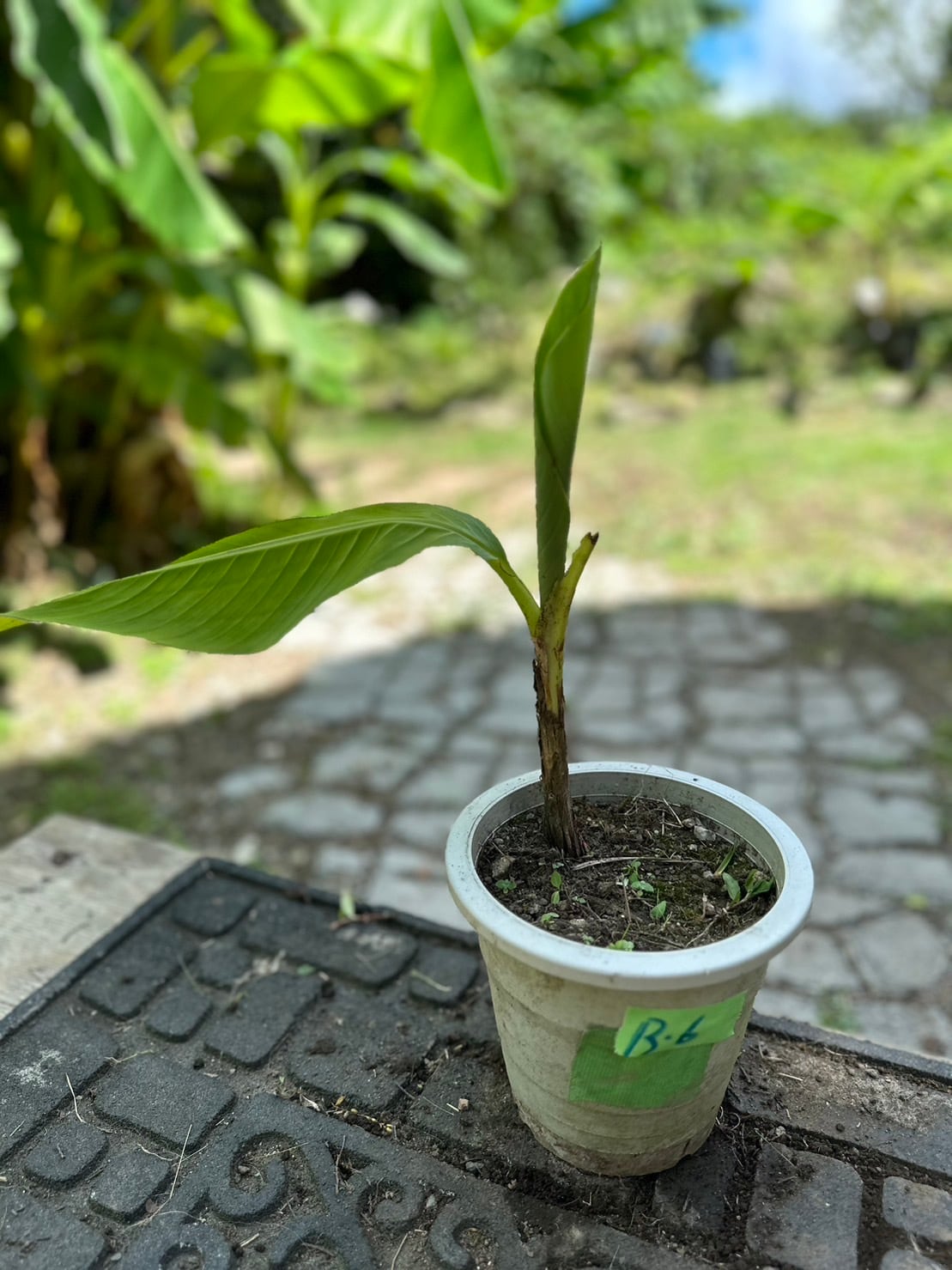 芭蕉 ジャパニーズバナナ バショウ 苗 B-6 【鉢底から計測】 約40cm