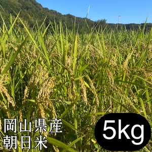 岡山県産　朝日米　5㎏（玄米/分づき/白米）│無農薬│在来種│令和7年産│くらしき自然栽培