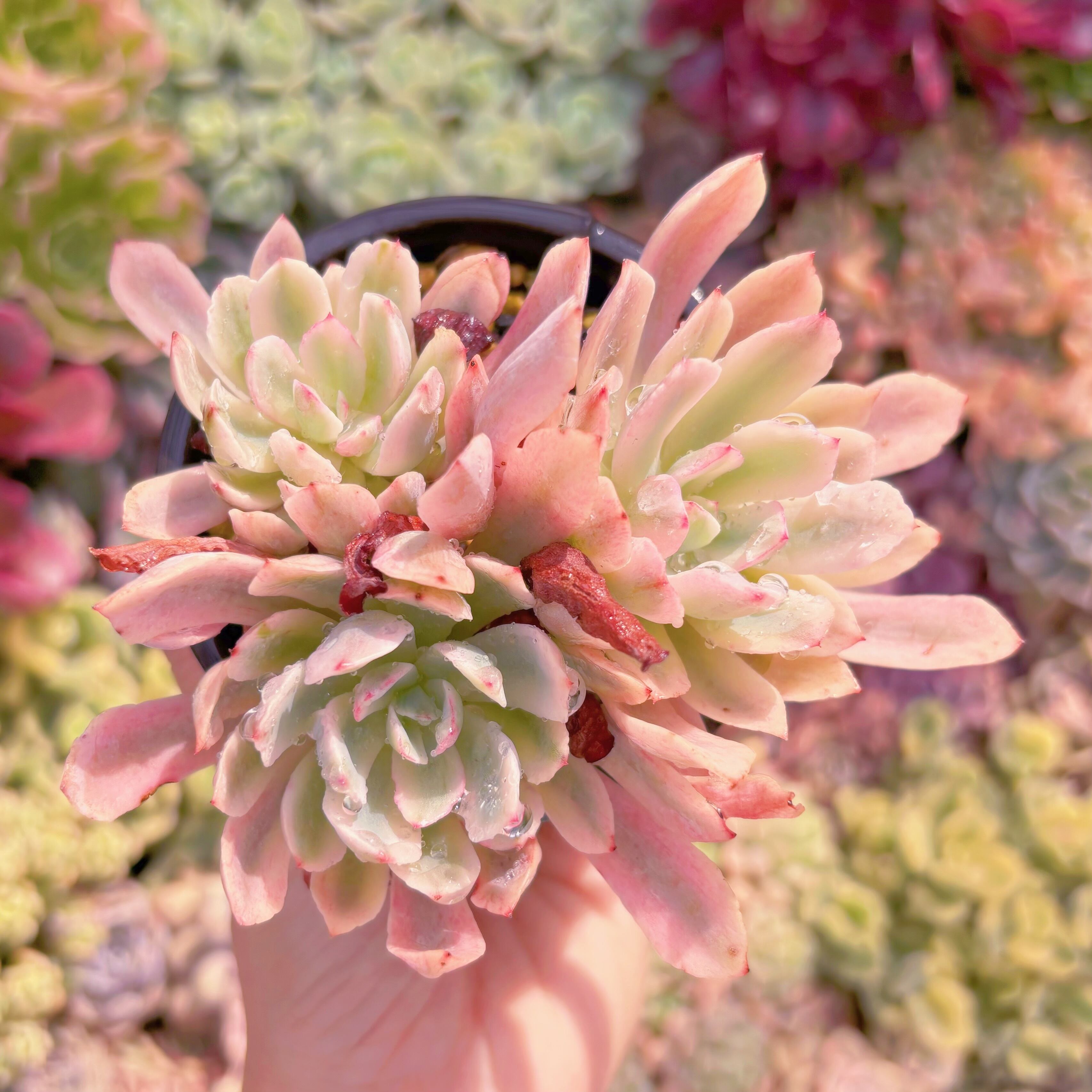 現品　hoveyi錦#734　群生　るる農園