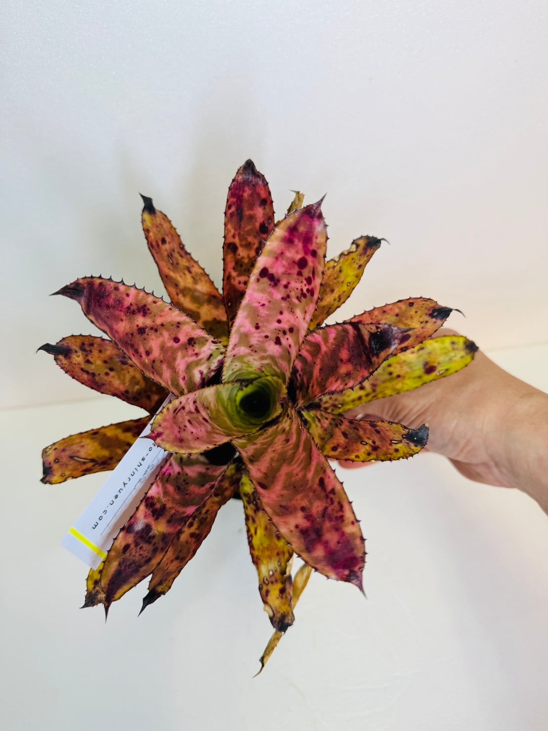 エクメア・オーランディアナ 4号 | 観葉植物と雑貨のお店 VIVAGREEN