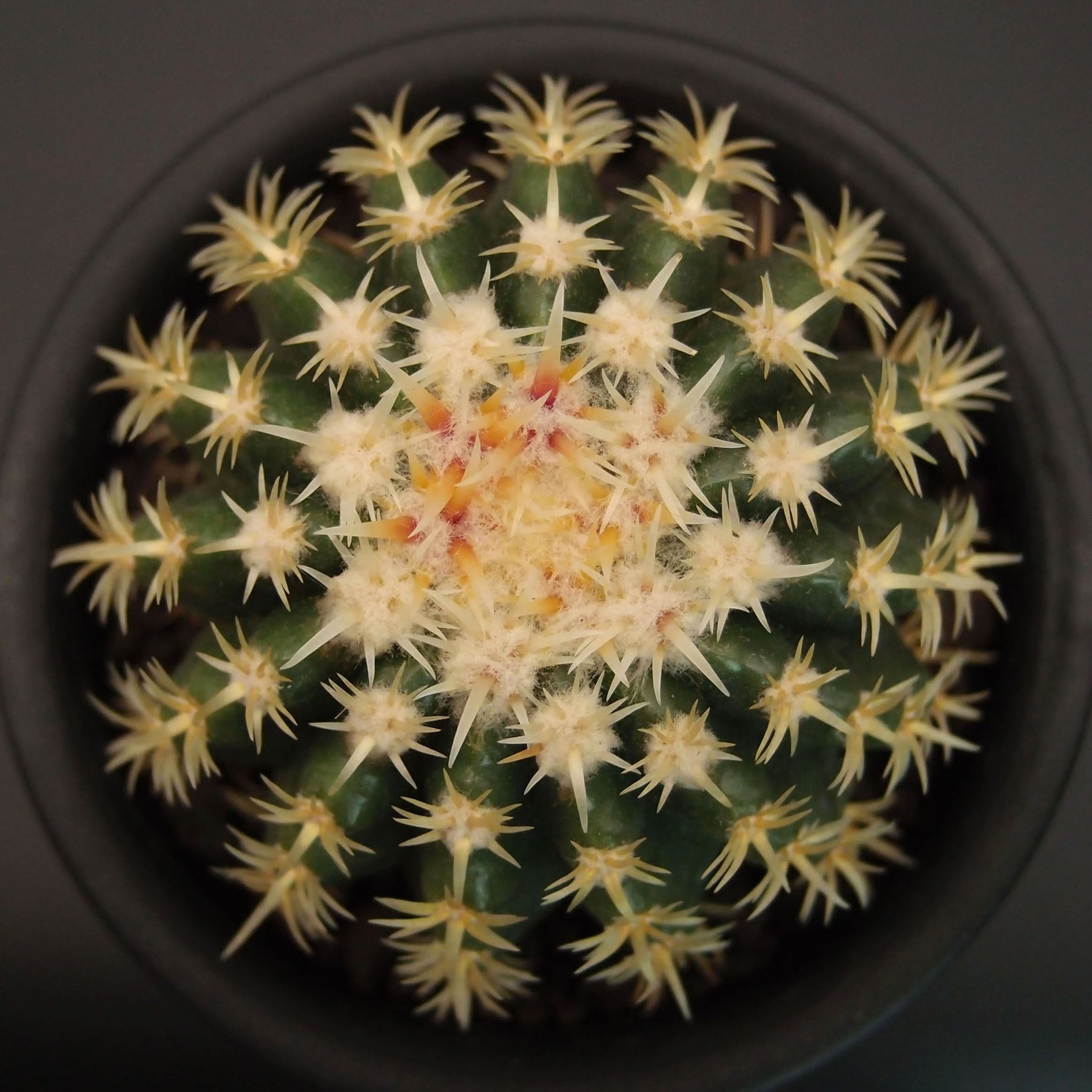 サボテン | 万緑 BAN RYOKU