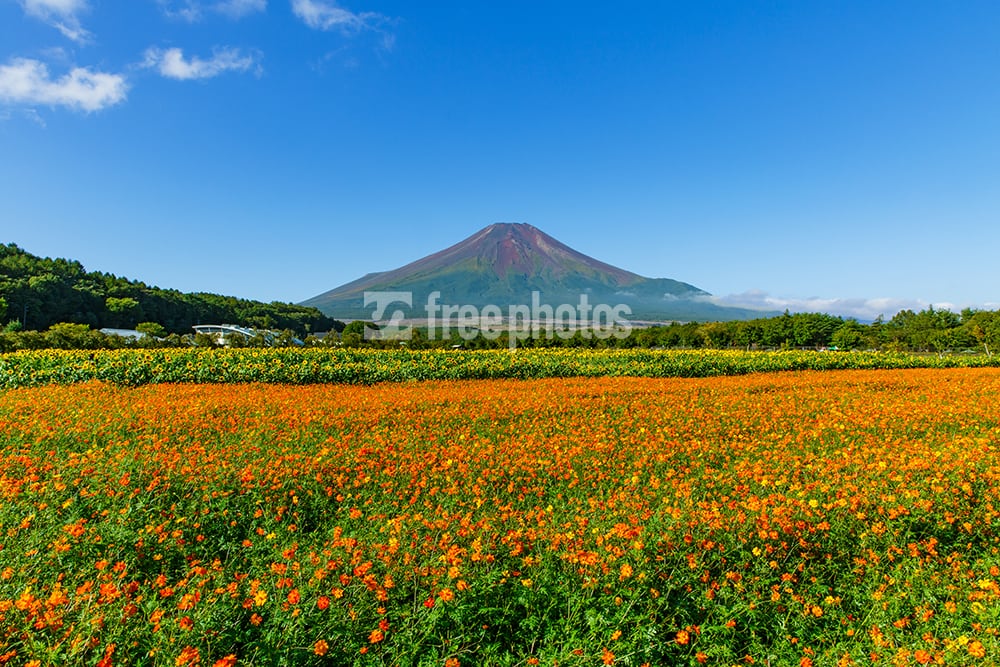 黄色い花と富士山