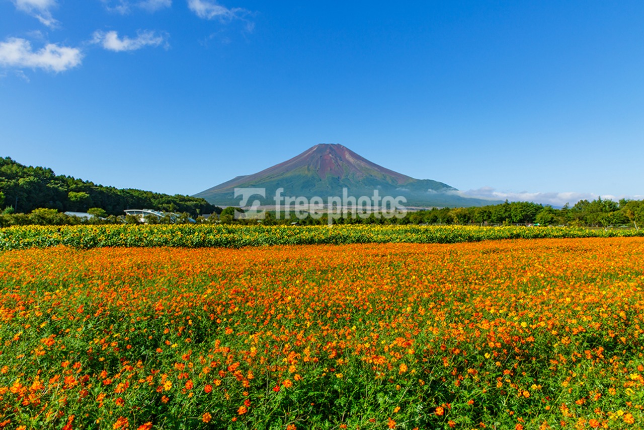 山中湖花の都公園からの黄花コスモスと富士山［山中湖村］