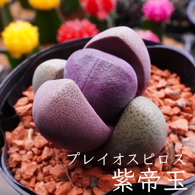 帝玉・ワレタマゴ【紫帝玉 1 】プレイオスピロス属　人気