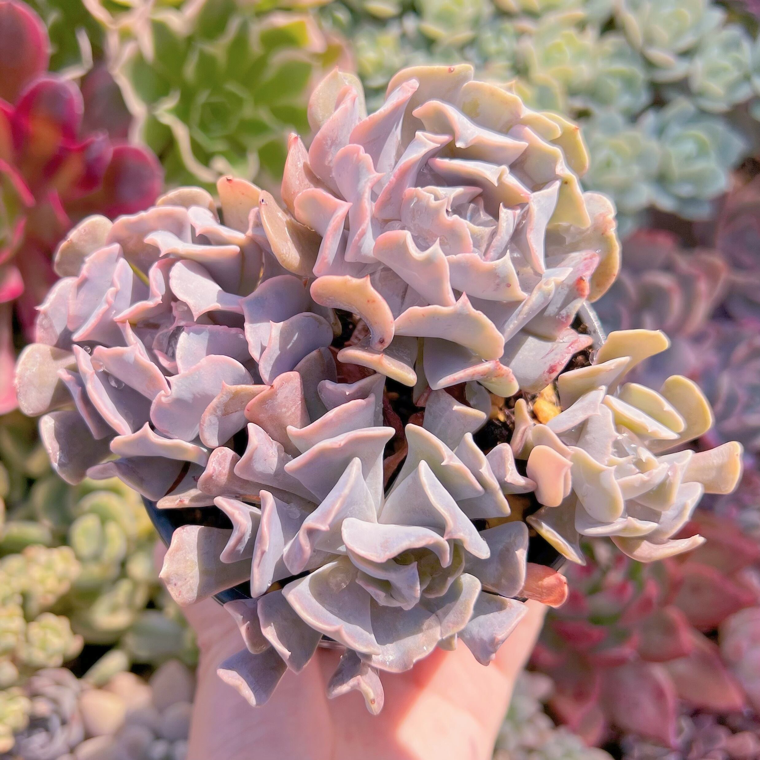 現品　スワンレイク#545　新入荷