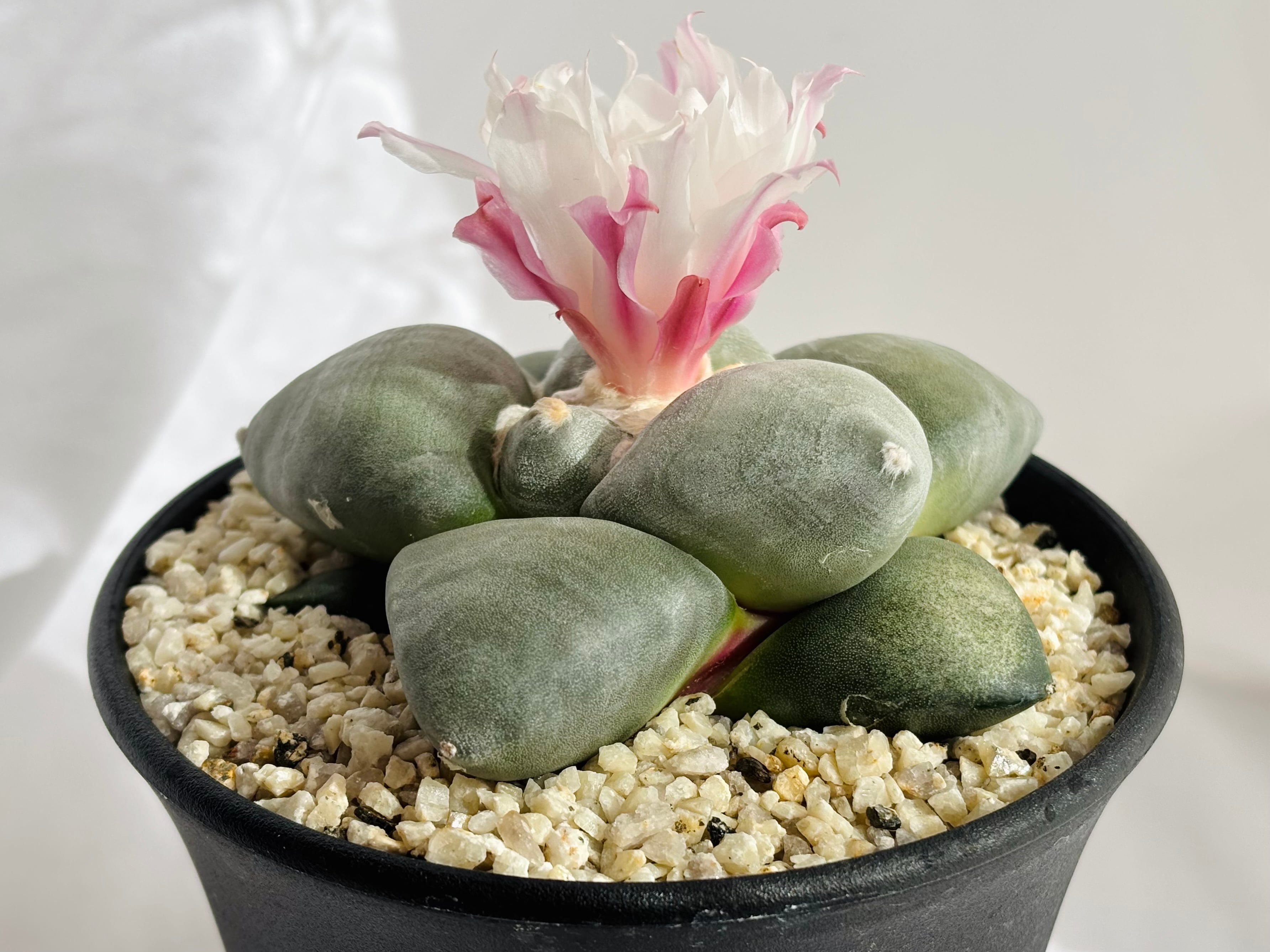 Ariocarpus furfuraceus f. アリオカルプス 大疣青磁牡丹 サボテン