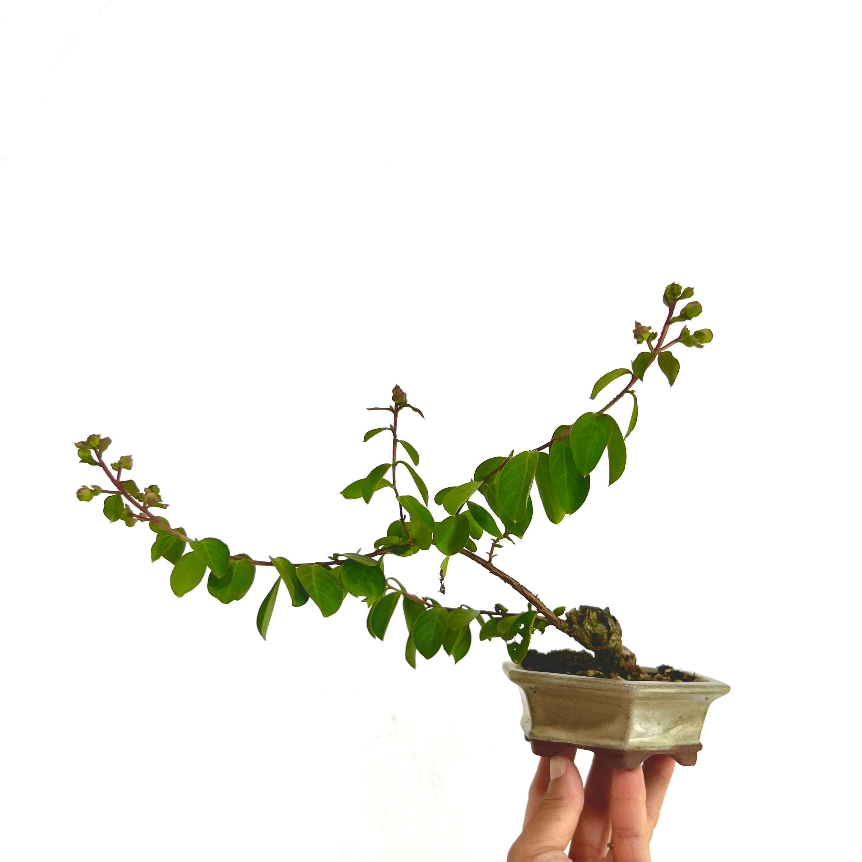真柏 石付き盆栽｜山景を感じる一点物｜高さ約17cm | BONSAI Labo
