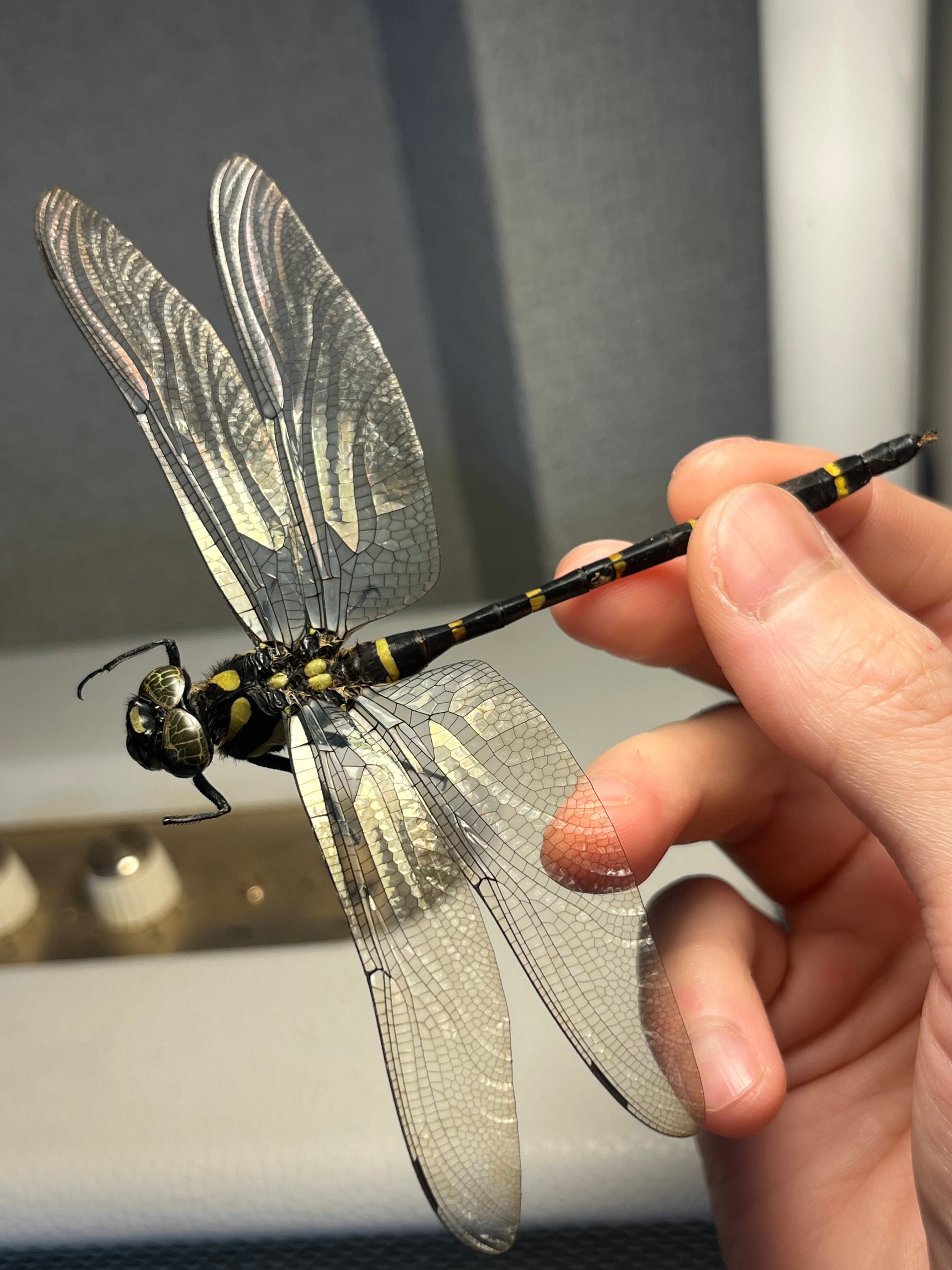 特大】オオキバヘビトンボ オオアゴヘビトンボ 昆虫標本 標本
