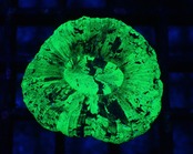 Trachyphyllia Toxic 4"