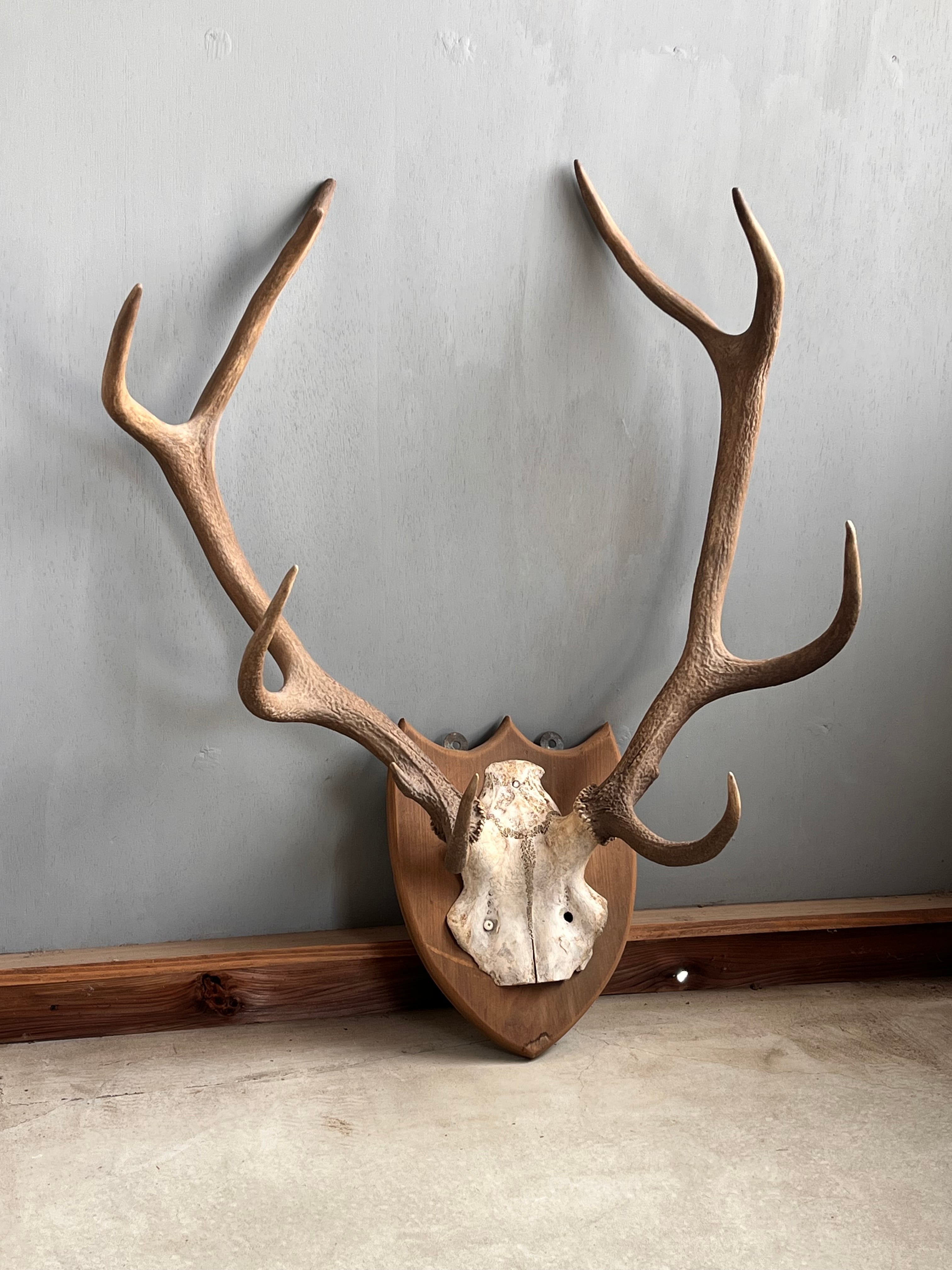 ハンティングトロフィー