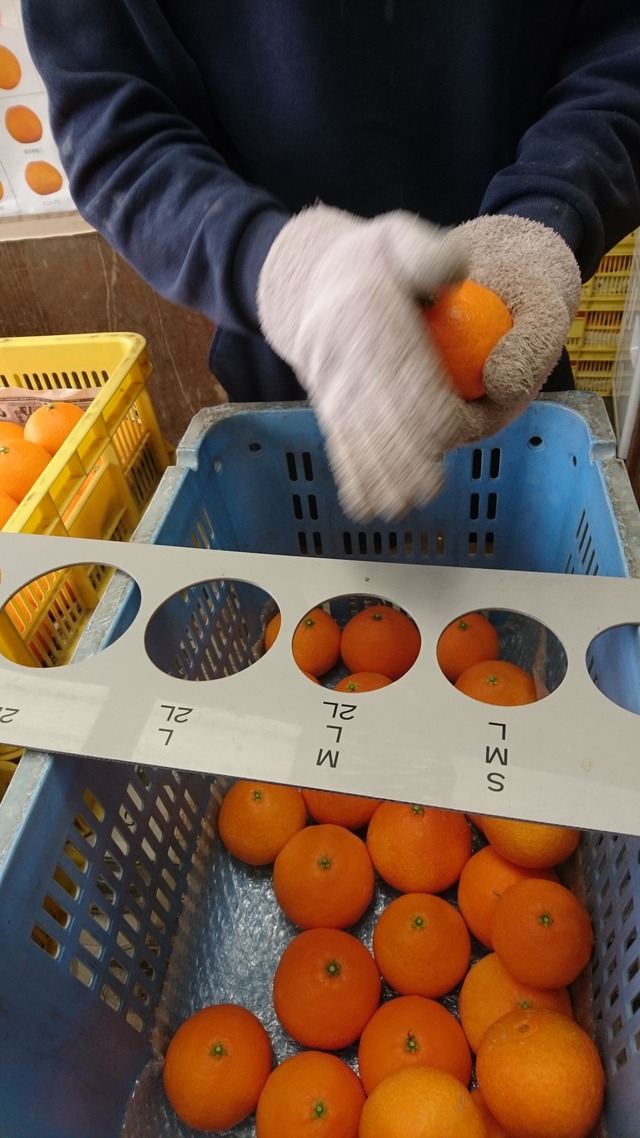 まどんな　サイズ2L(5玉)又はサイズL(6玉入)