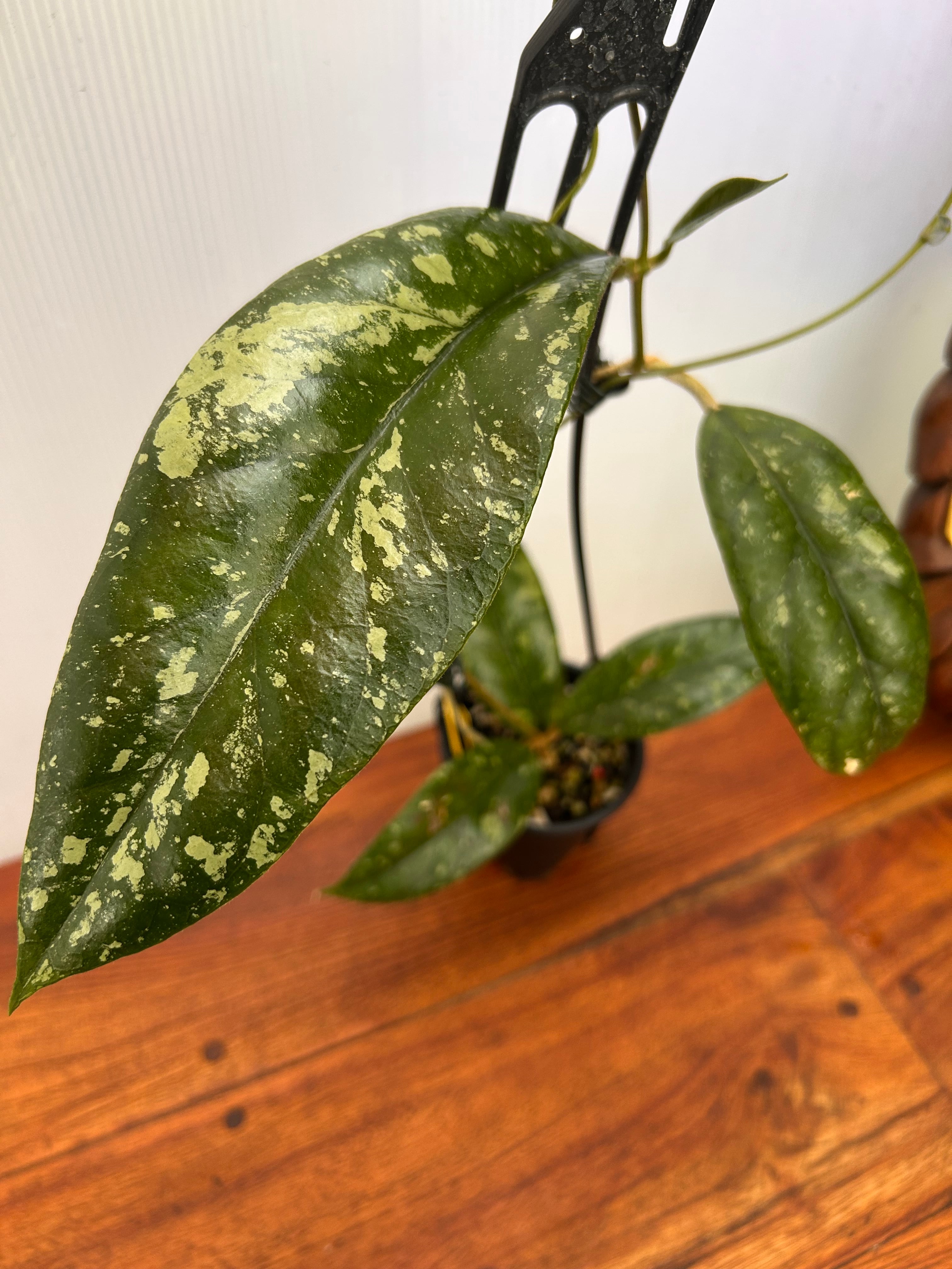 Hoya | BALI-AN 園芸