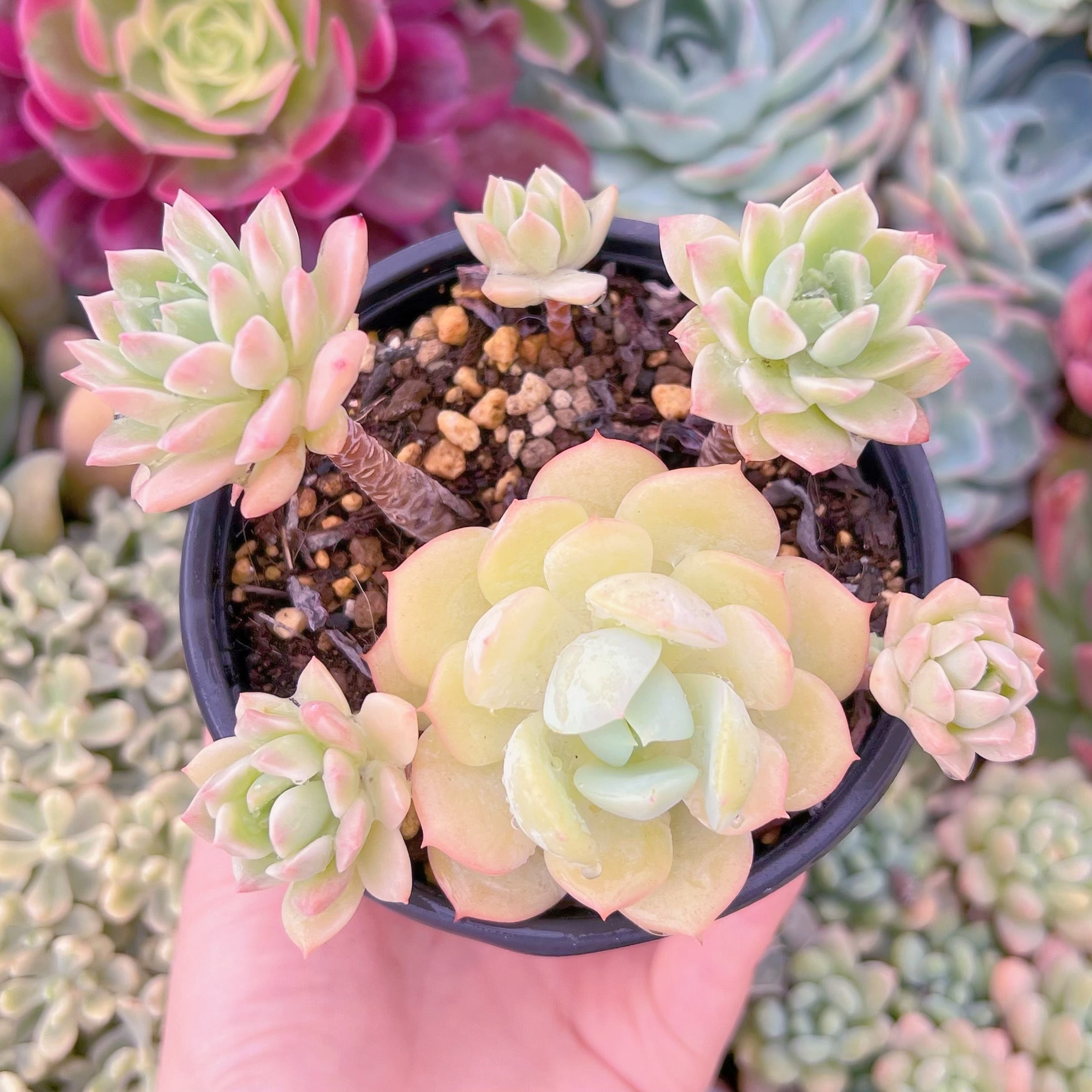 現品　マッコス錦#C28　古株　るる農園