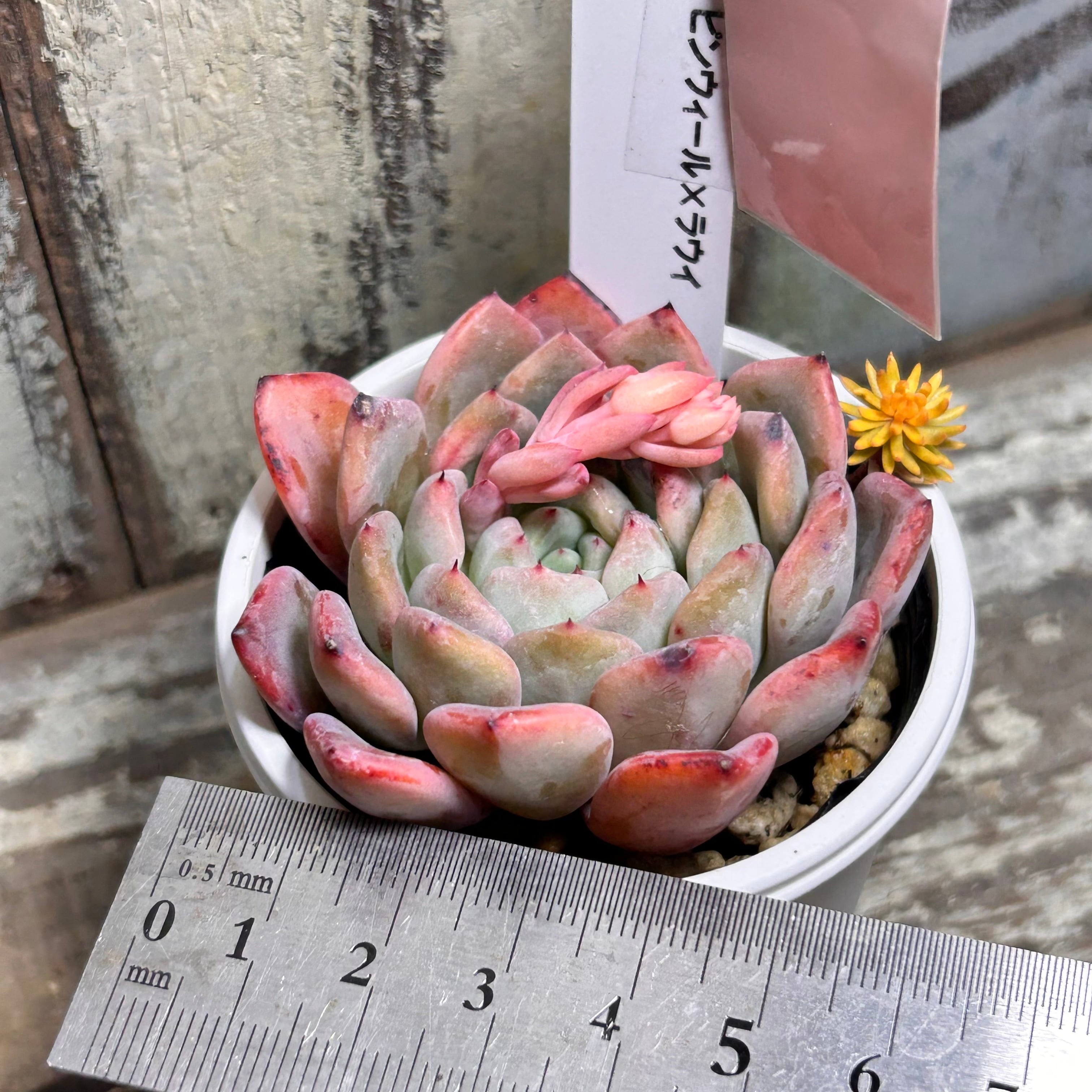 ピンウィール×ラウイ | RuPo 多肉植物専門店