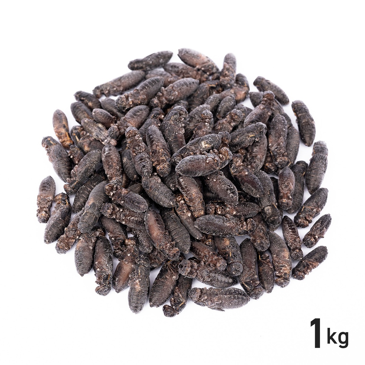 L 1kg 2.4-2.9cm程度 冷凍クロコ クロコオロギ | 冷凍コオロギ通販の