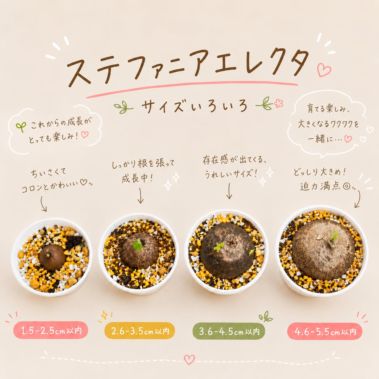 ♡プラポット発送♡〚ミニサイズ♡ステファニア エレクタ〛Stephania
