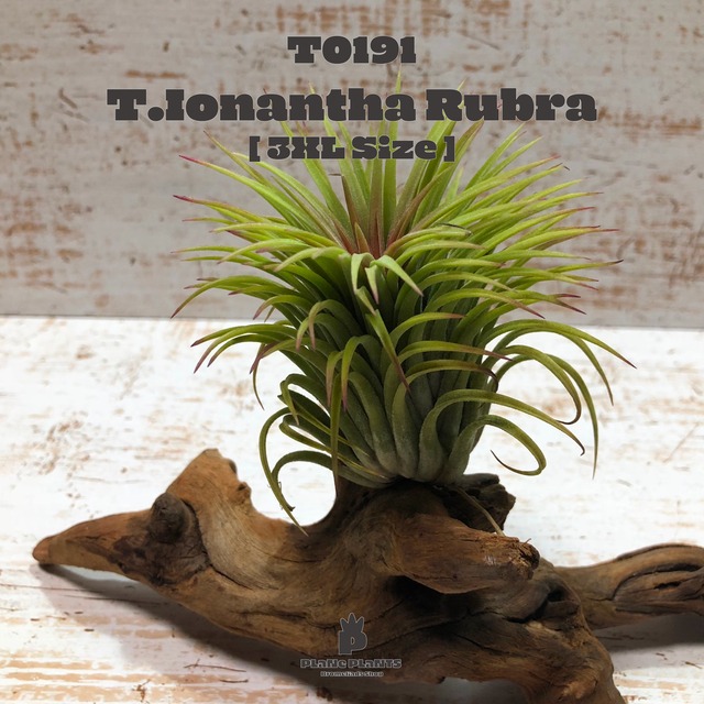 【送料無料】ウスネオイデス〔エアプランツ〕現品発送T0193[80g]