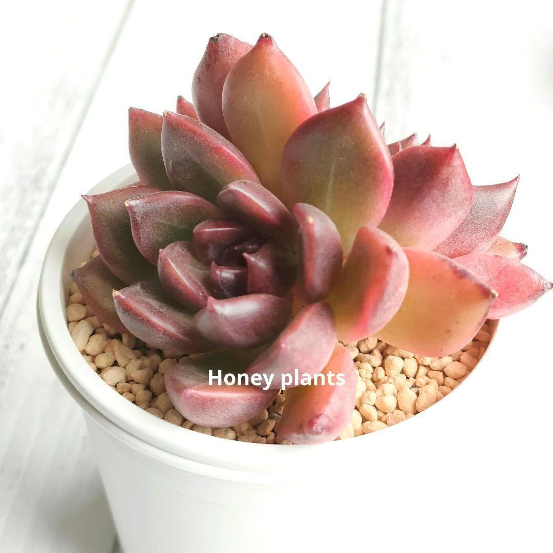 ブティック 多肉植物 ルビコン チャンフィ苗 韓国苗 - 植物/観葉植物