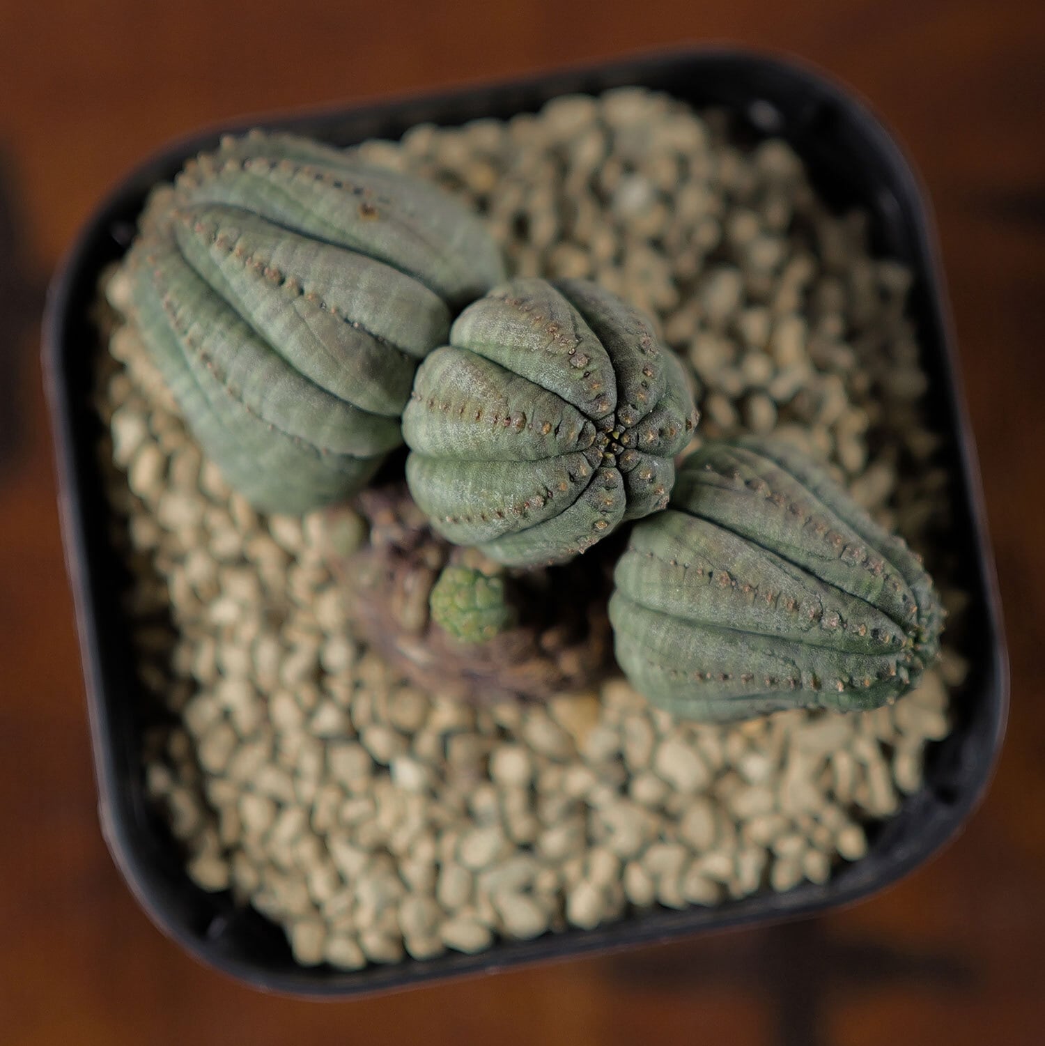 厳選株】成長点潰れ 仔吹き 木質化 オベサ / ユーフォルビア