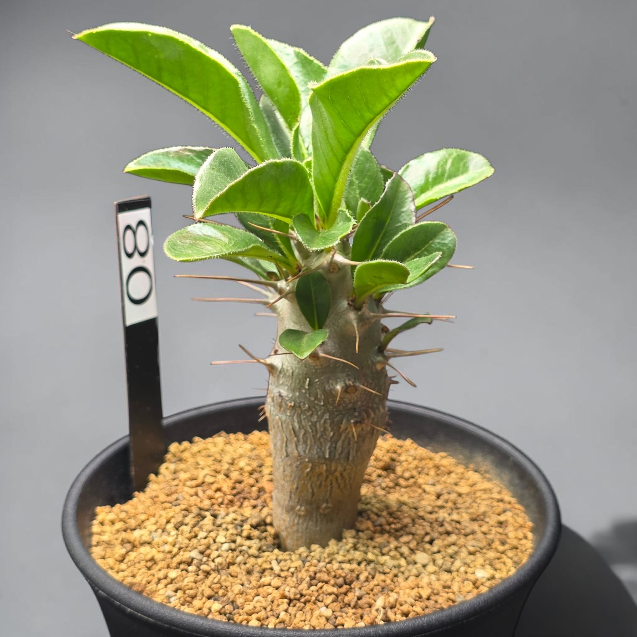 パキポディウム・サンデルシー 実生株 (和名：白馬城 / Pachypodium